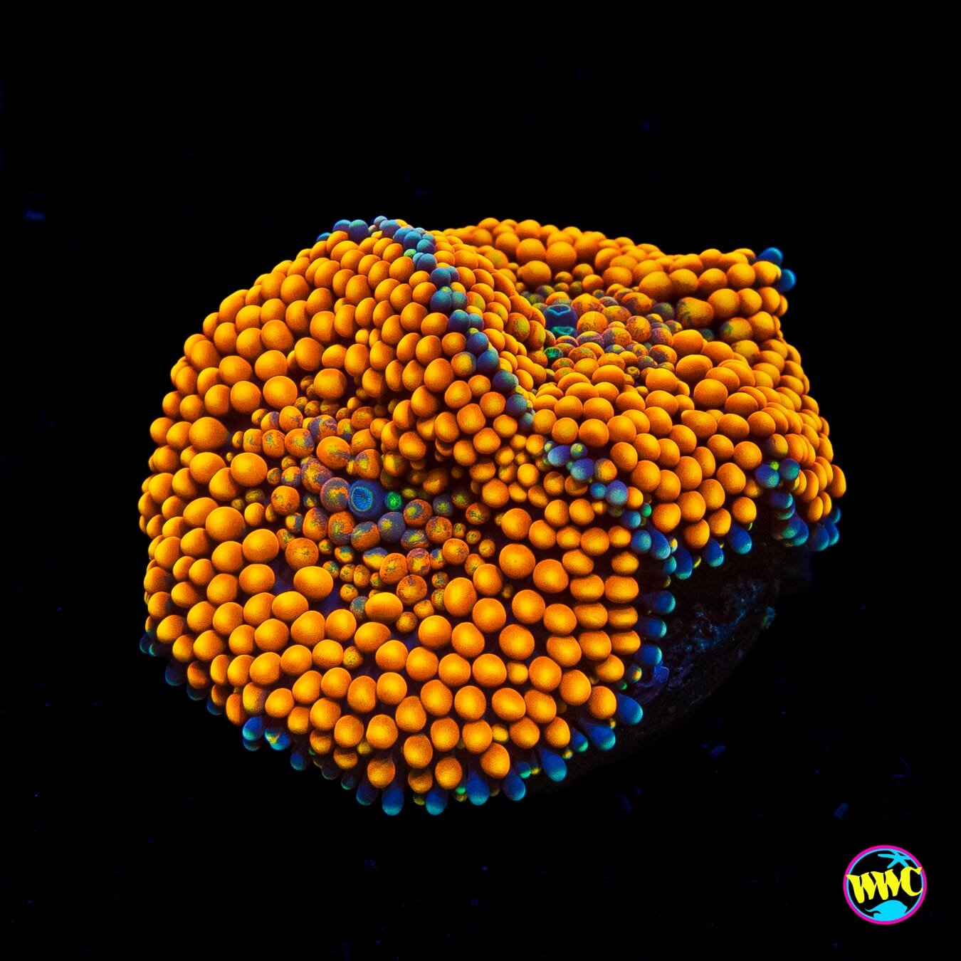 Serendipity Ricordea Mushroom