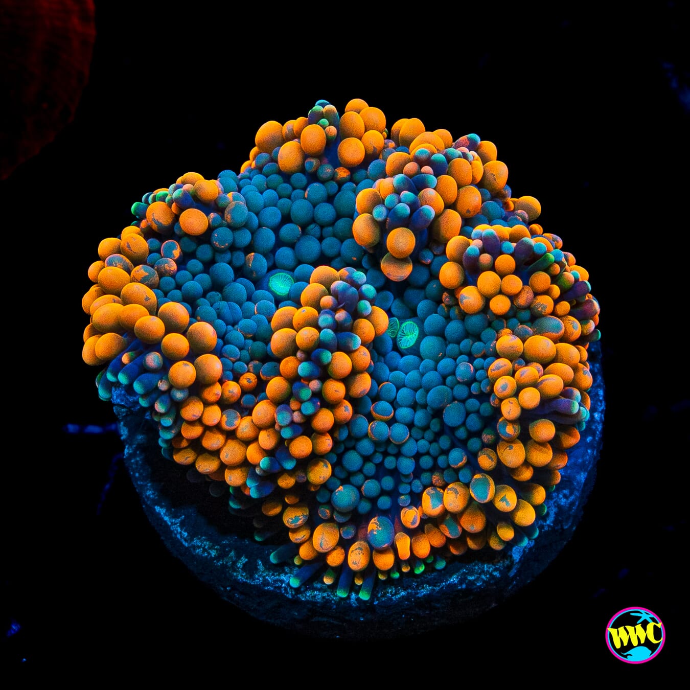 Citrus Grove Ricordea Mushroom