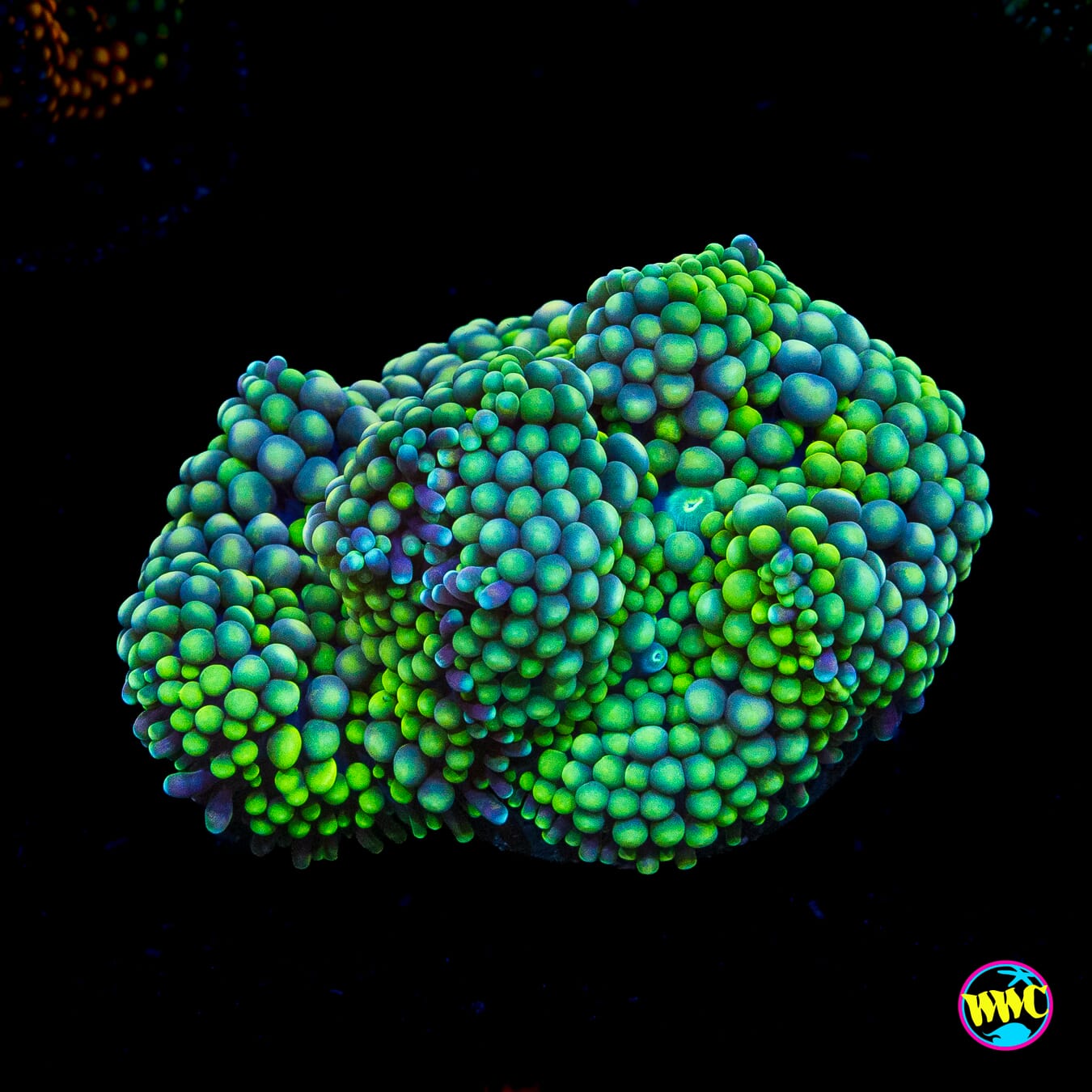 Super Sour Ricordea Mushroom