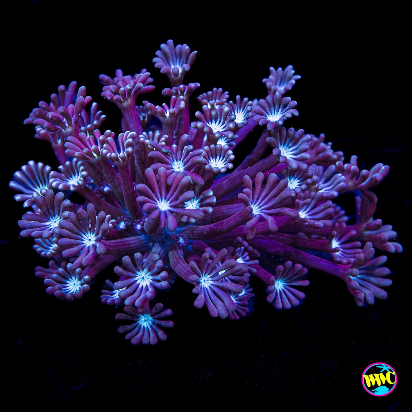 Mossy Creek Alveopora