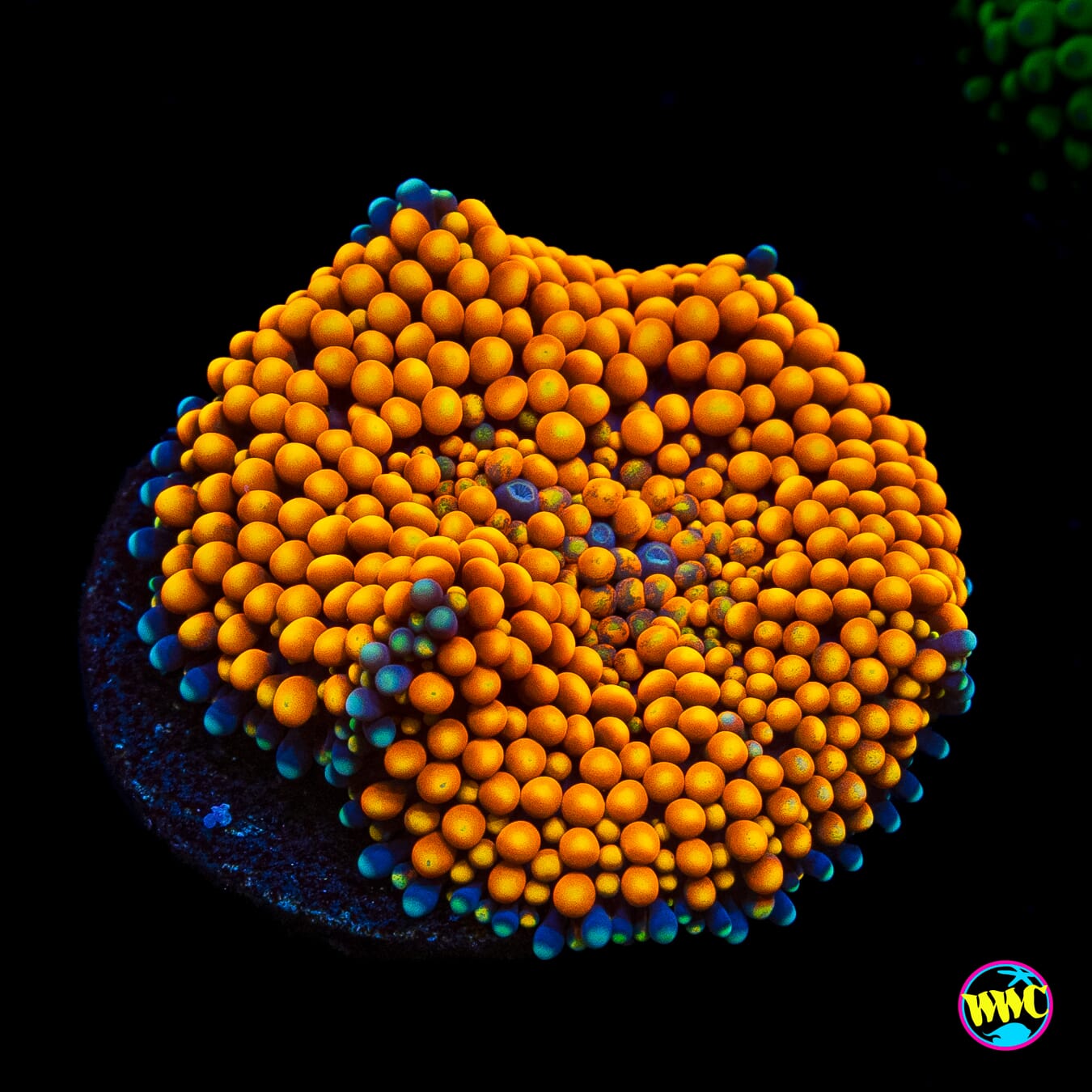 Serendipity Ricordea Mushroom