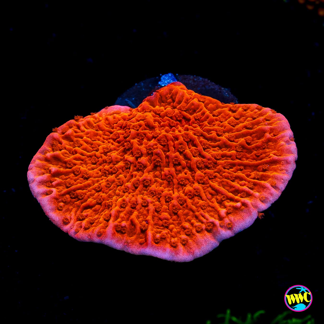 Red Cap Montipora