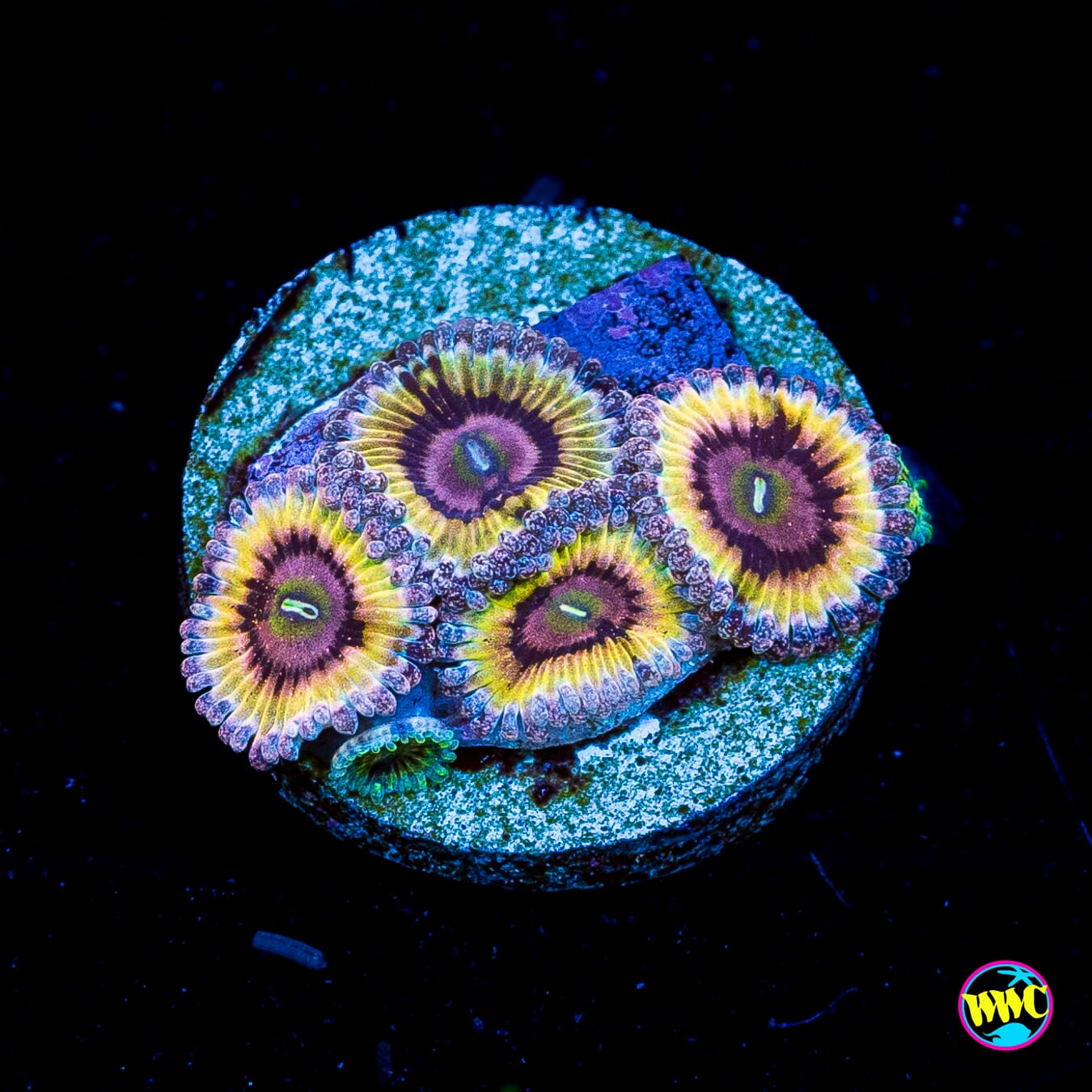 Queen Strat Zoanthids