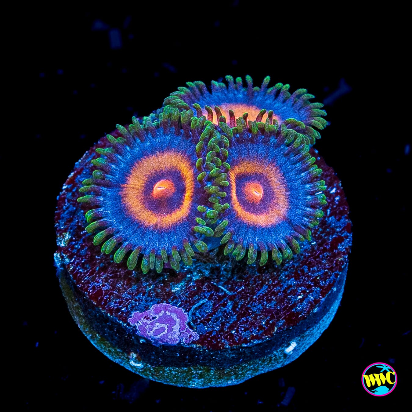 Supergirls Zoanthids