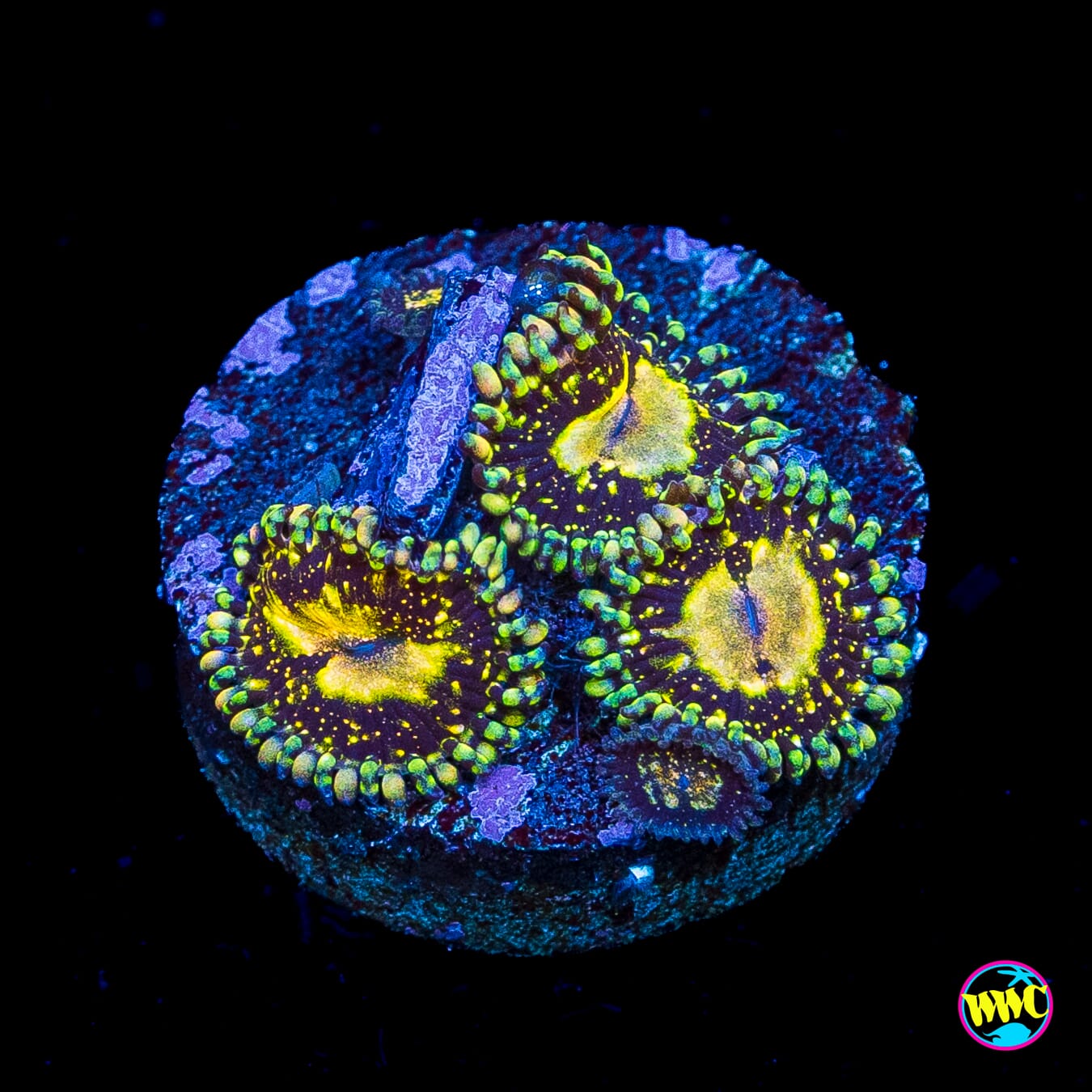 Grim Reaper Zoanthids