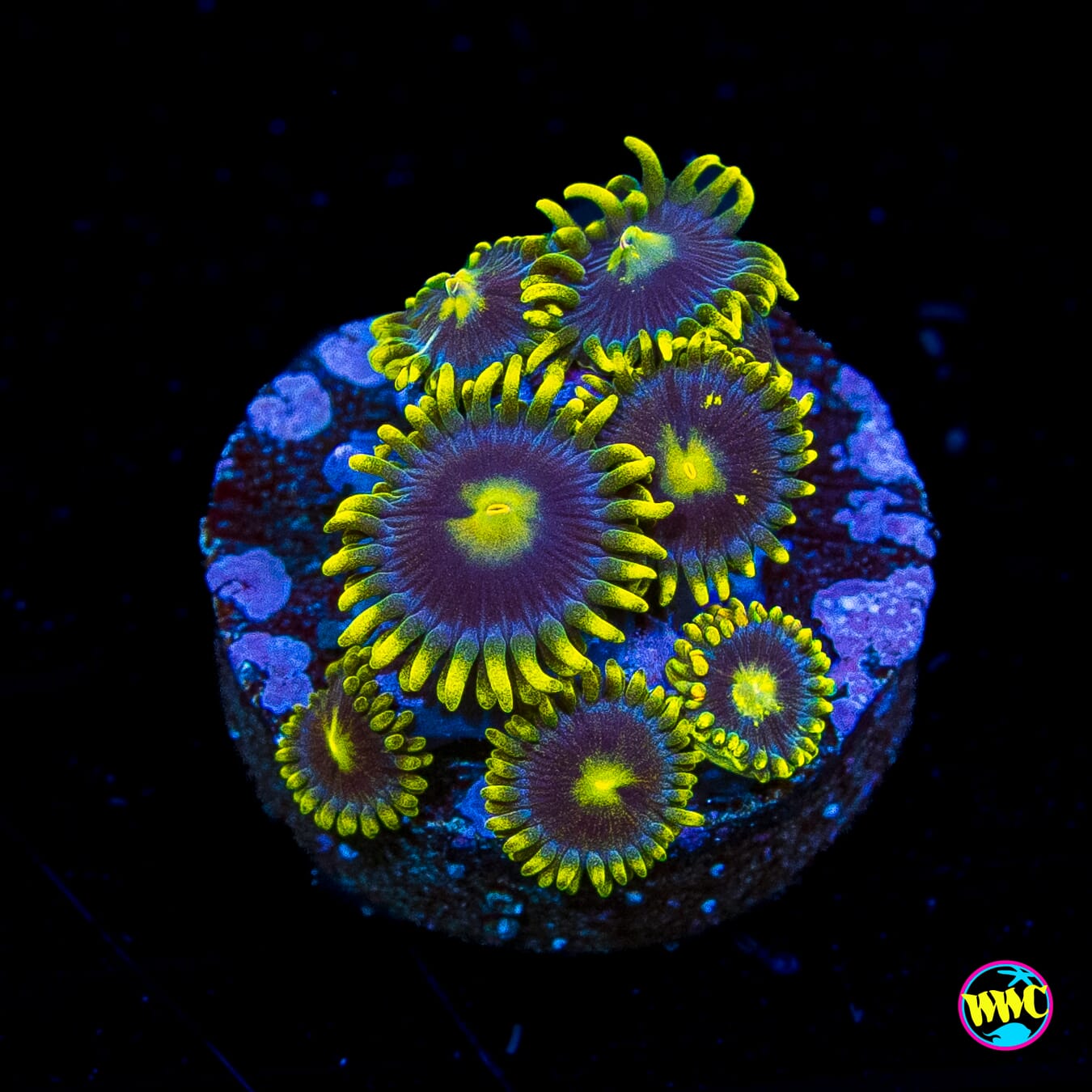 WWC Sunbeam Shuriken Zoanthids