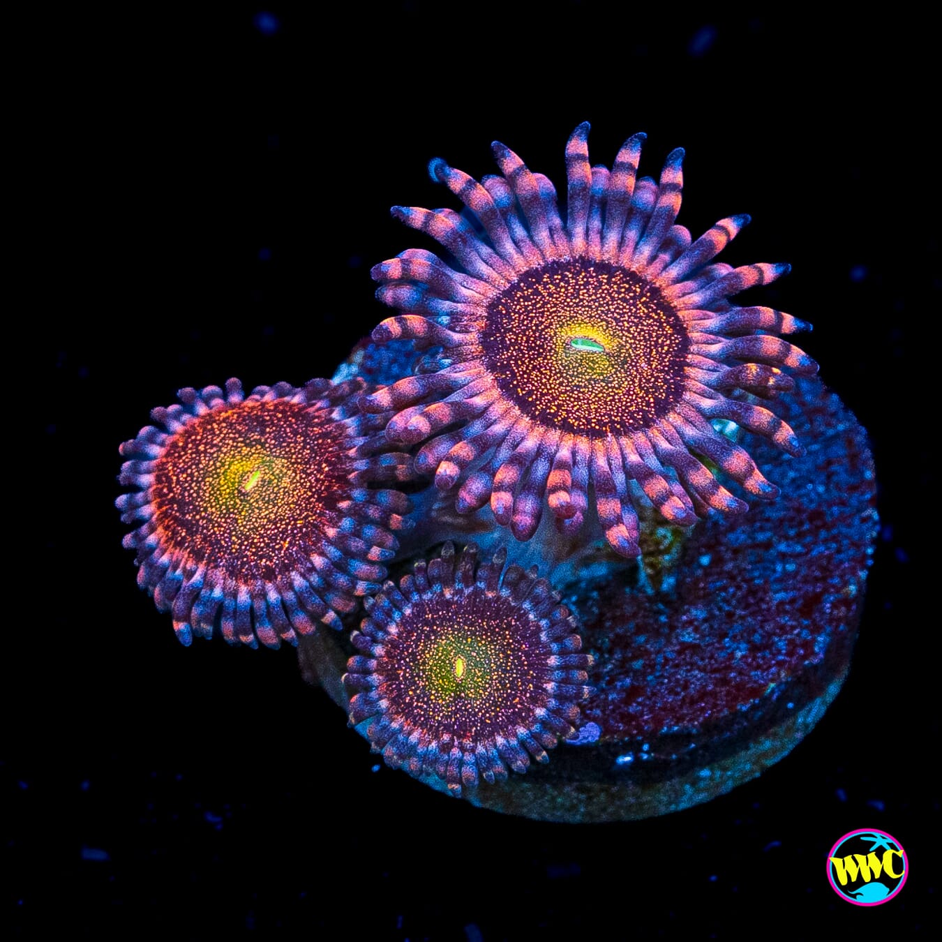 WWC Mohawk Zoanthids
