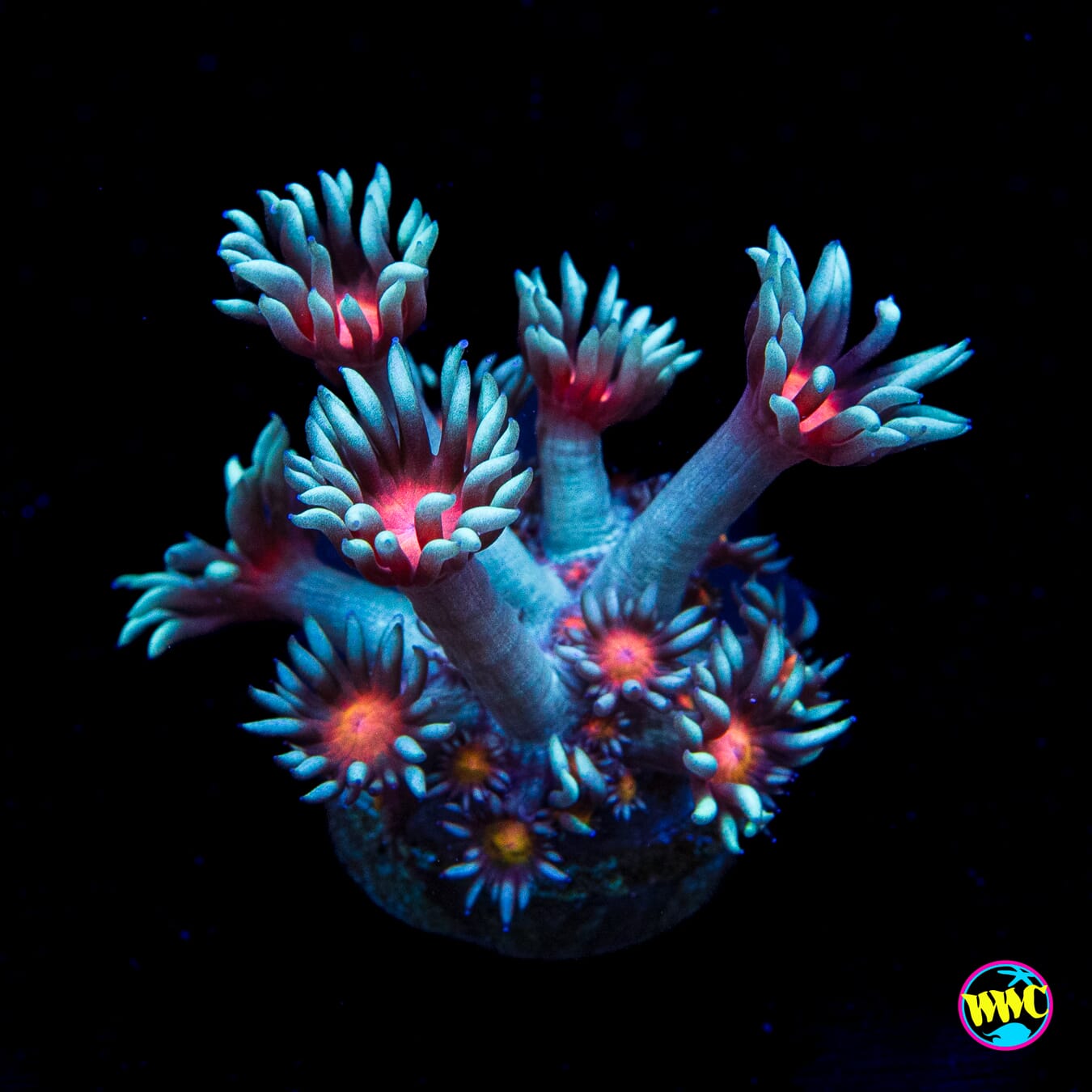 North Star Goniopora