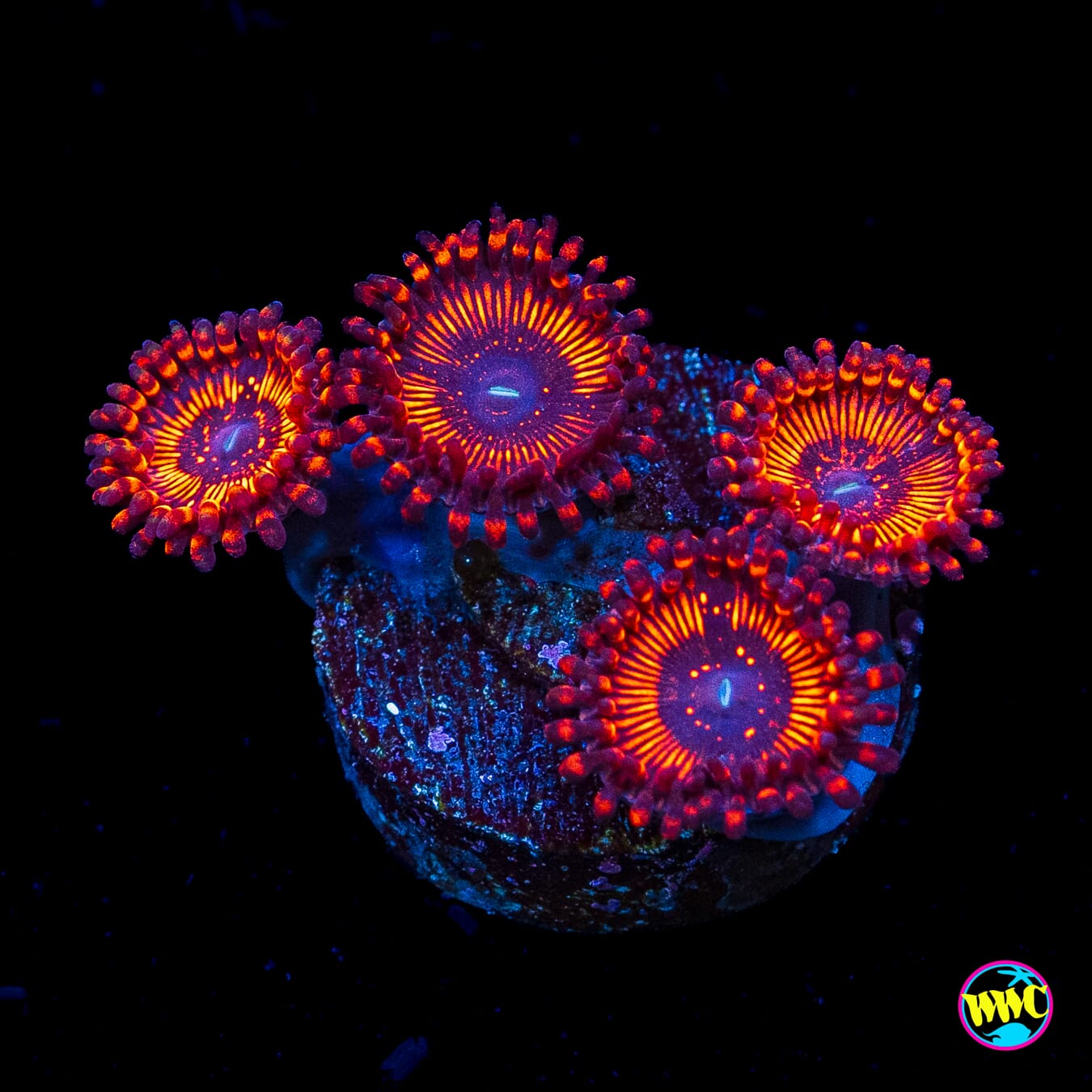 WWC Balrog Zoanthids