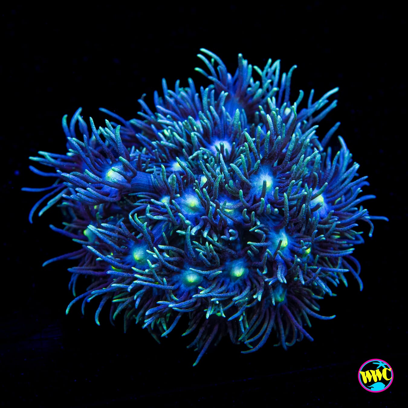 WWC Witches Fingers Goniopora
