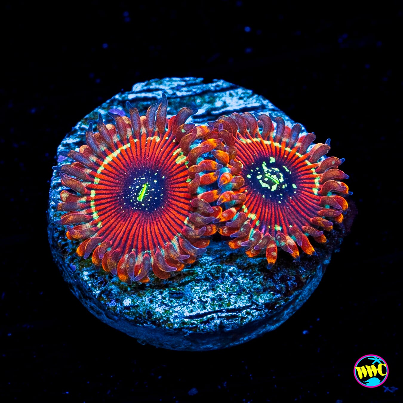 Magician Zoanthids