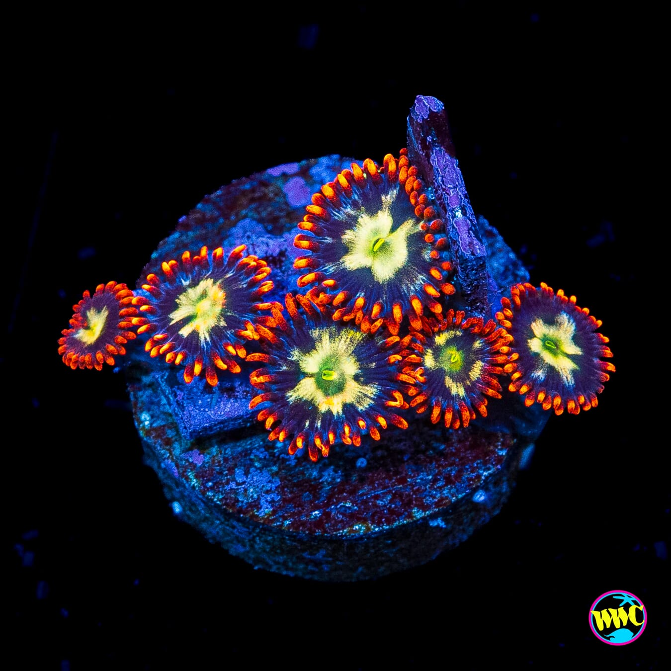 Alpha Omega Zoanthids