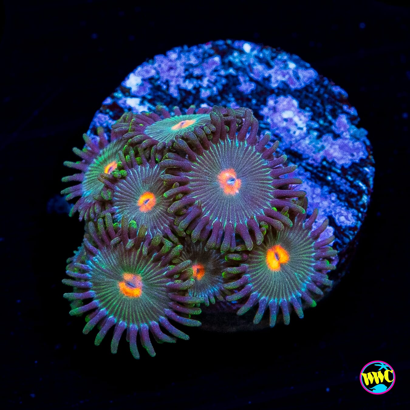 WWC Kiwi Sunset Zoanthids