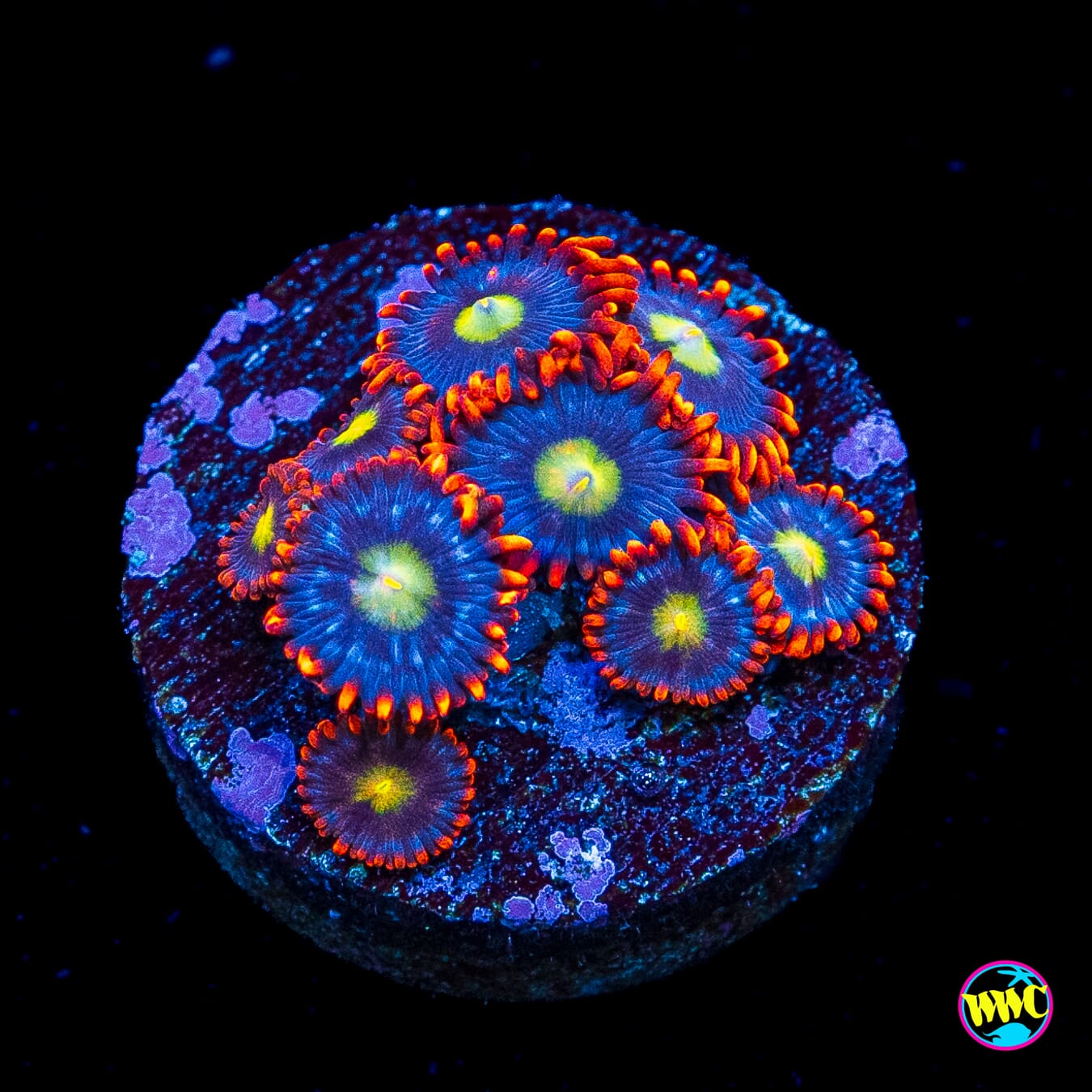 WWC Monster Mash Zoanthids