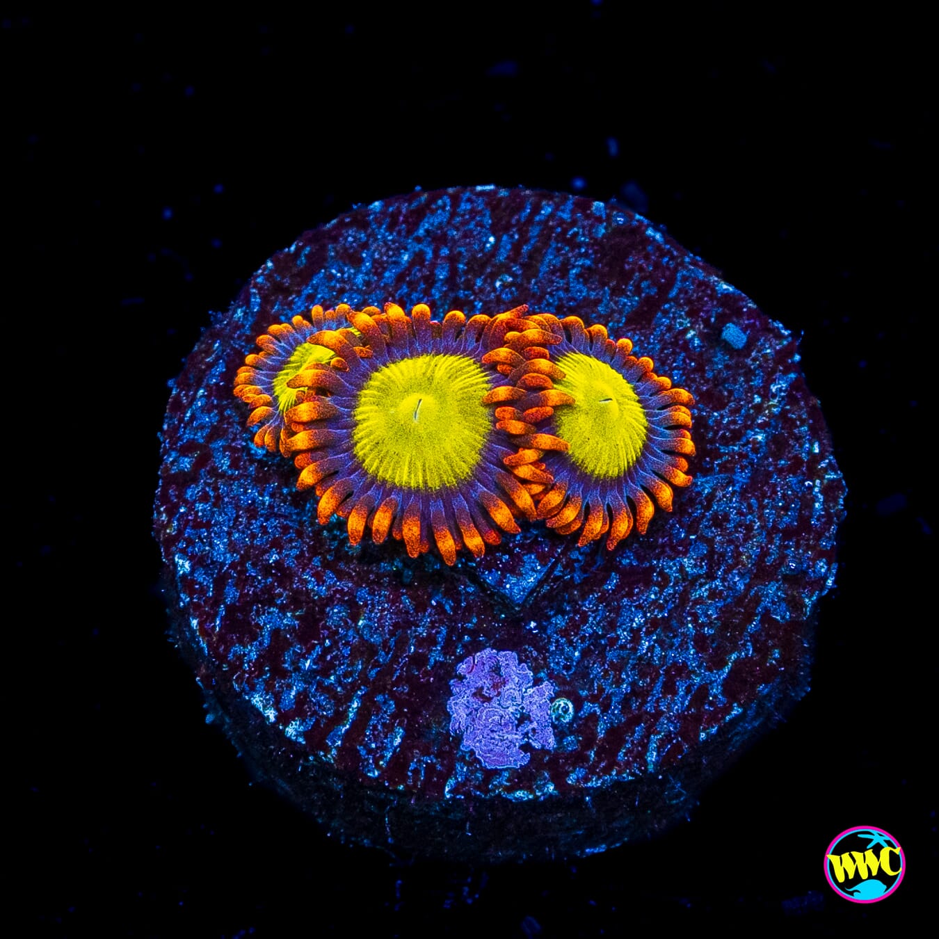 Mandarin Orange Zoanthids