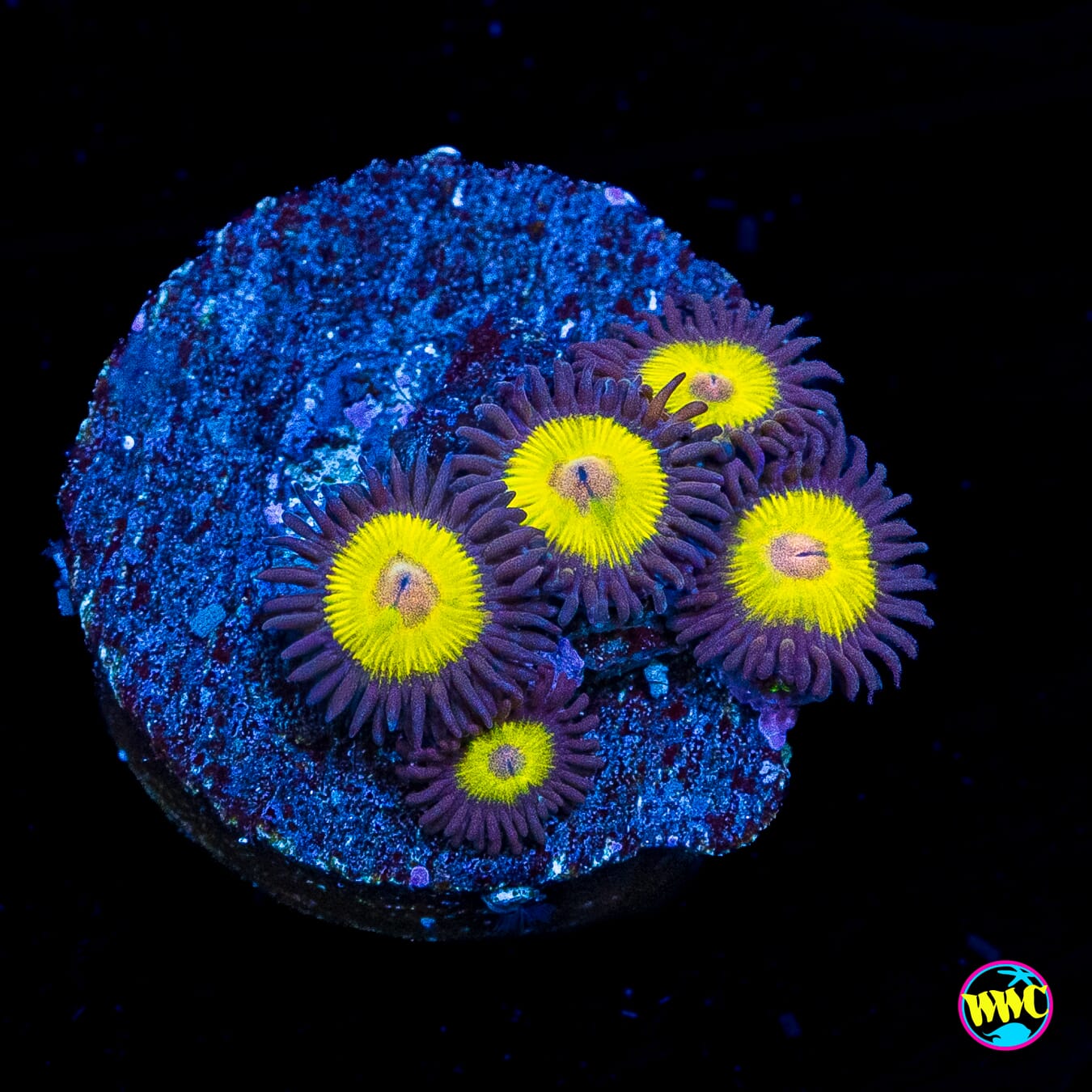 WWC Goldeneye Zoanthids