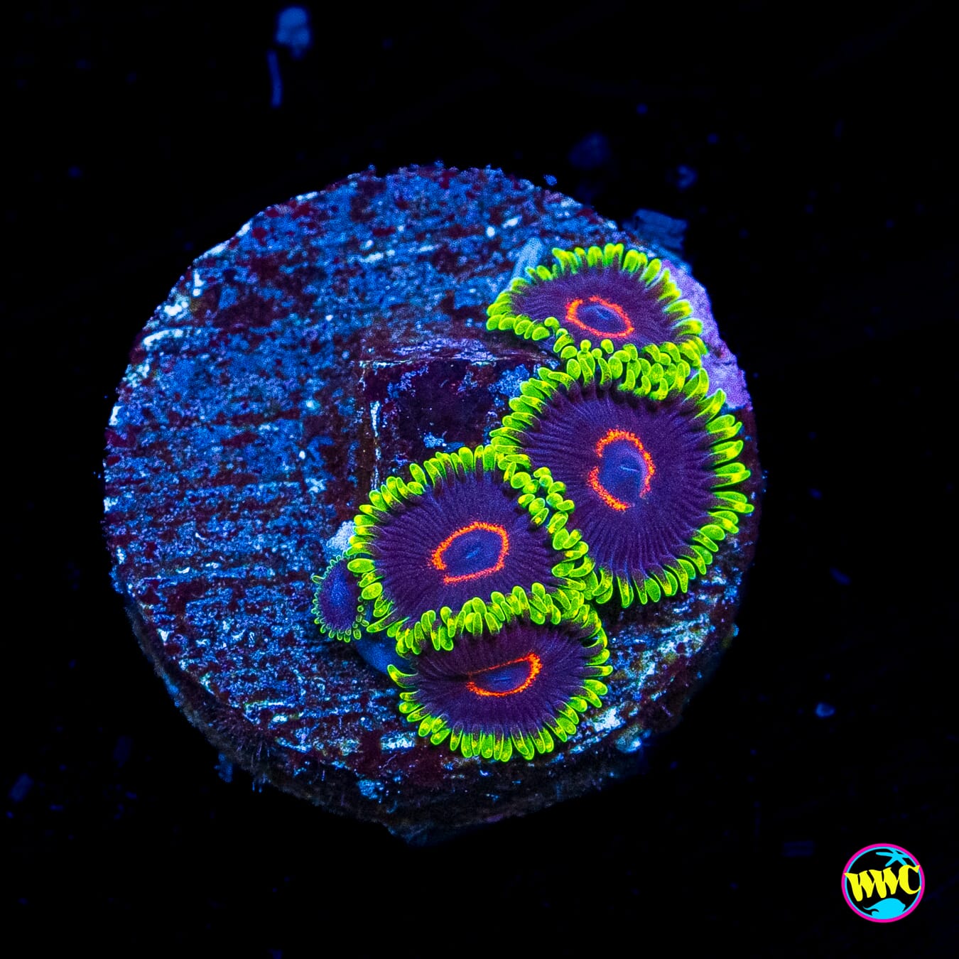 WWC Evil Heart Zoanthids