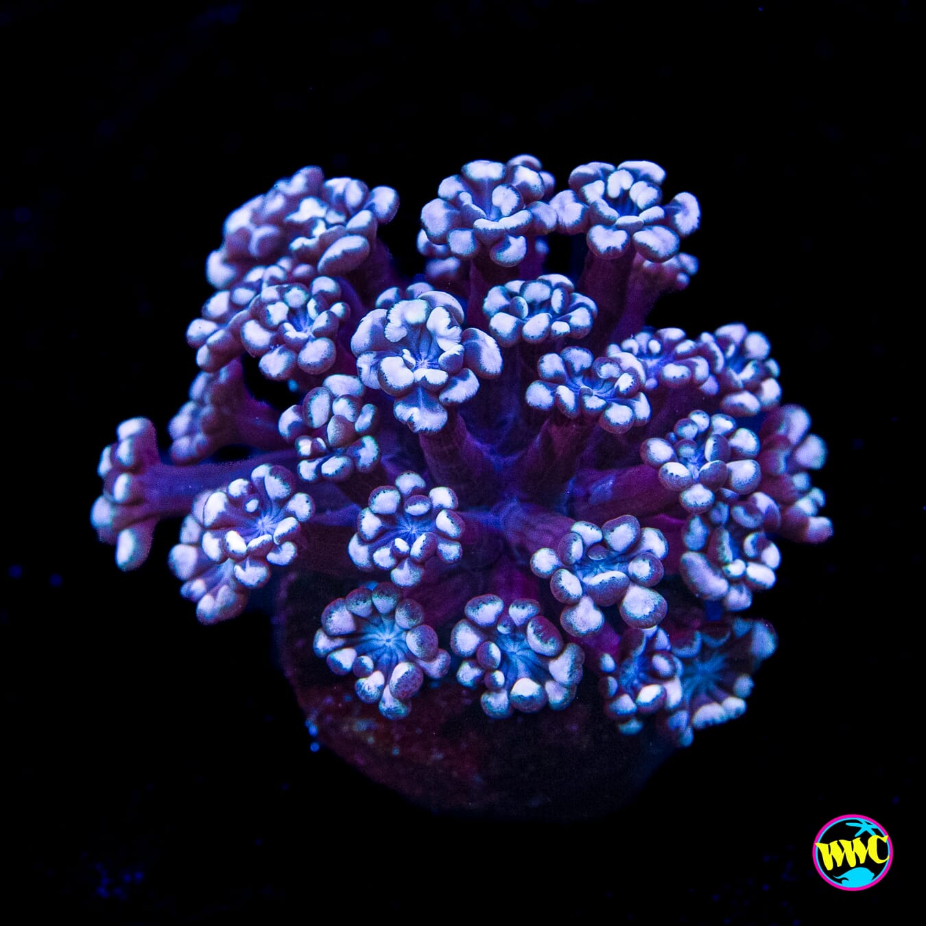 I Love Lavender Alveopora