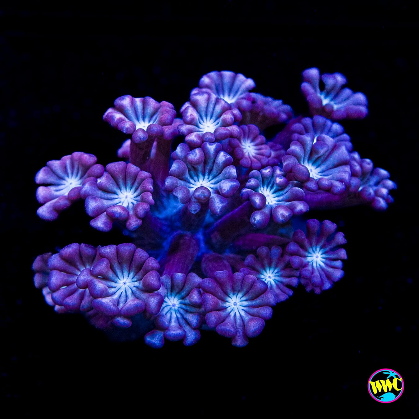 Purpz Alveopora