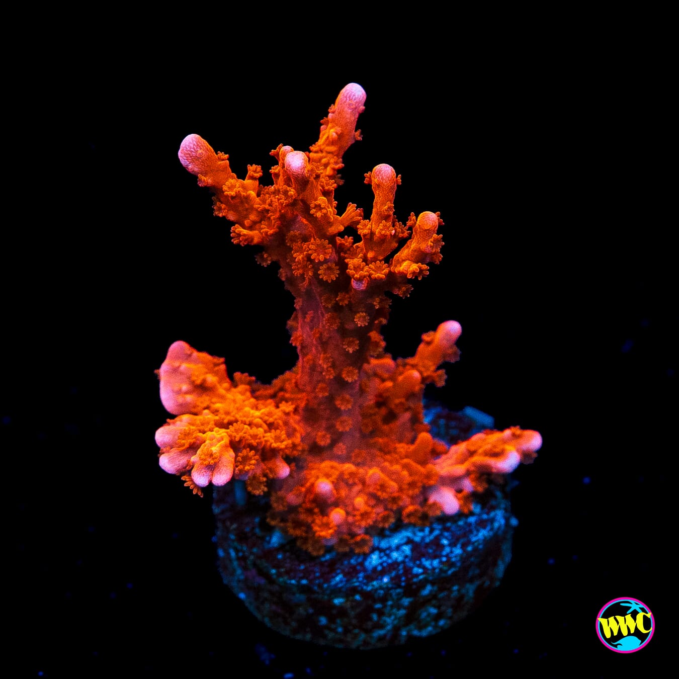 Jason Fox Fire Starter Montipora
