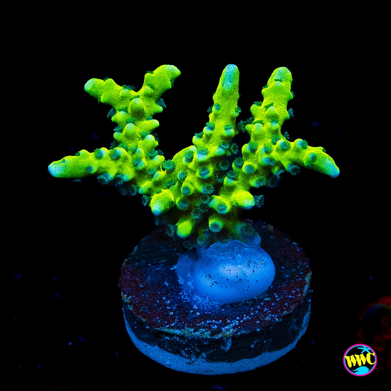 WWC Banana Hammock Anacropora