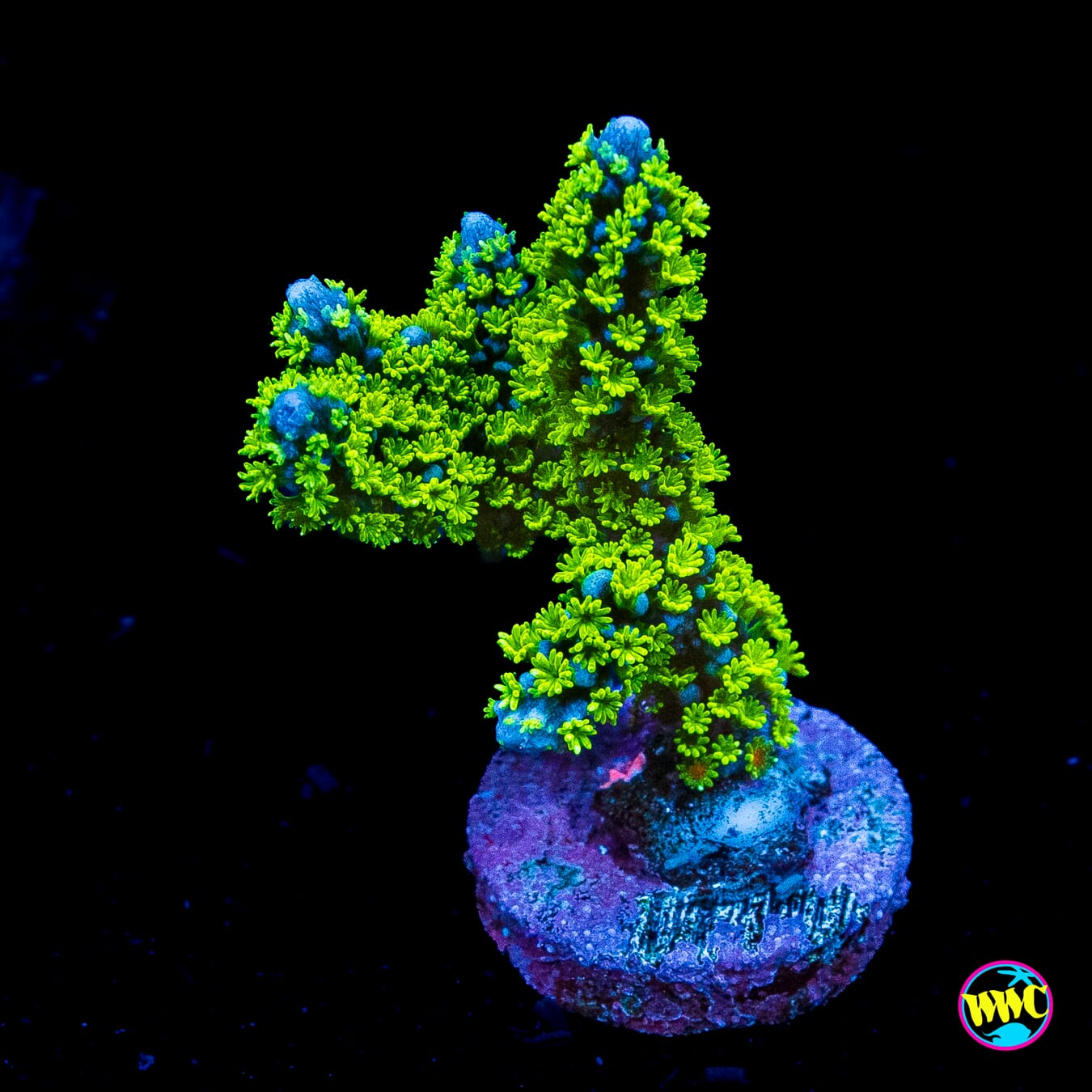 Tubbs Stellata Montipora