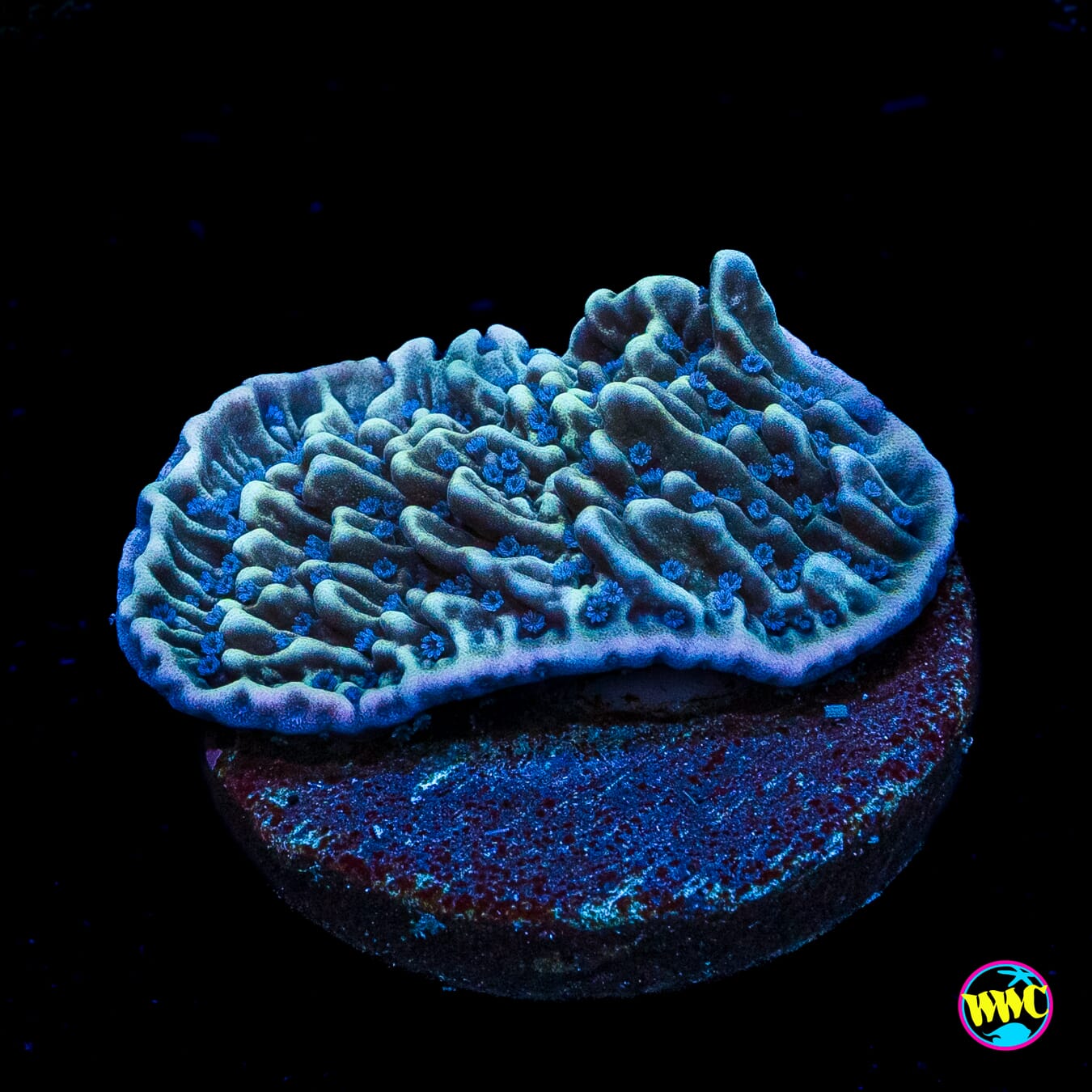 Tyree Flower Petal Montipora