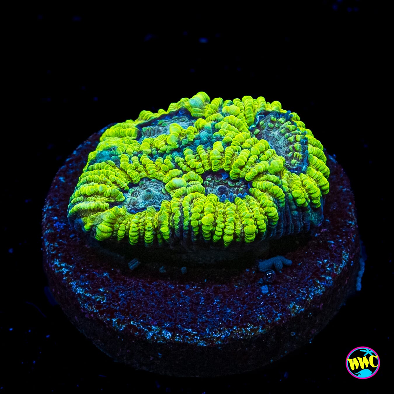 Sponge Bobby Favia