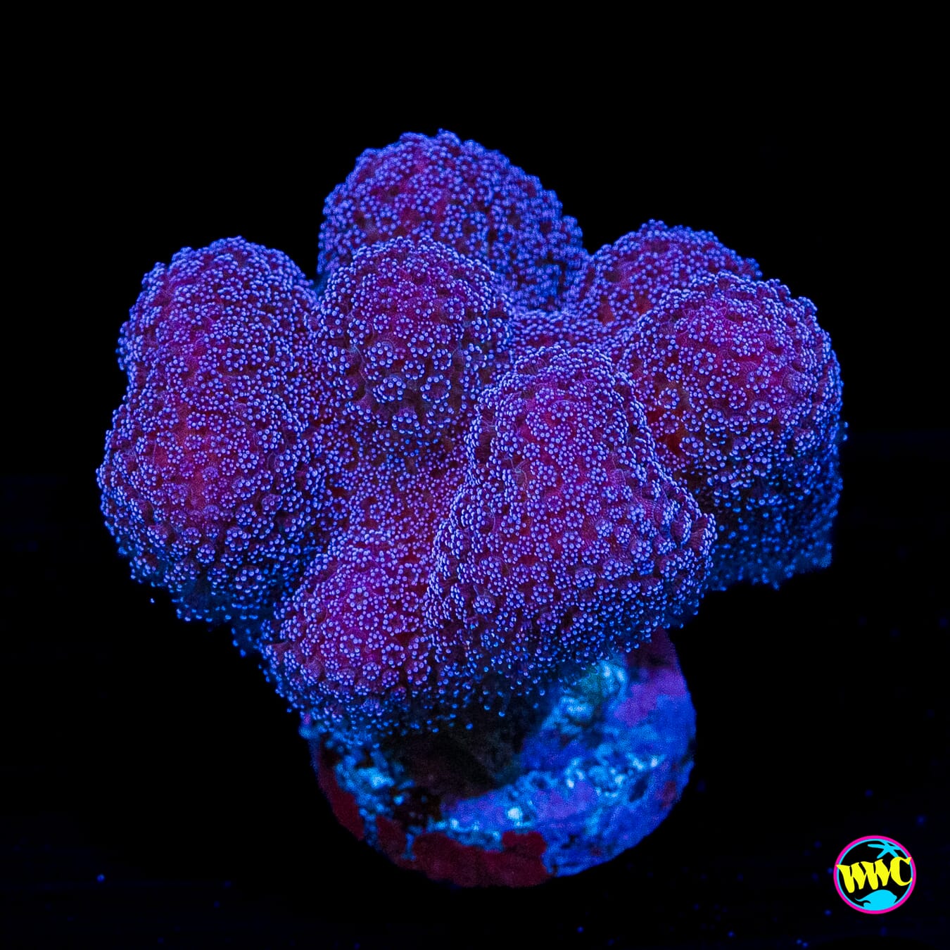 WWC Purple Stylophora
