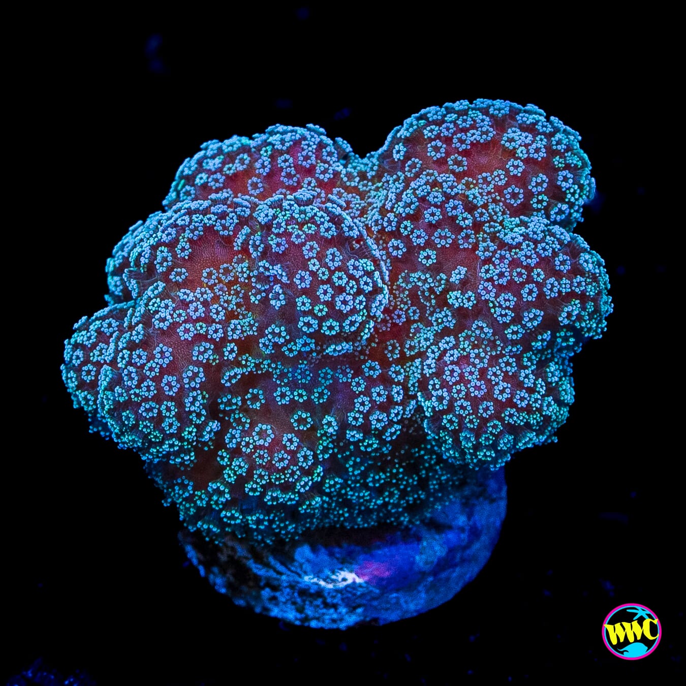 Tyree Rainbow Stylophora