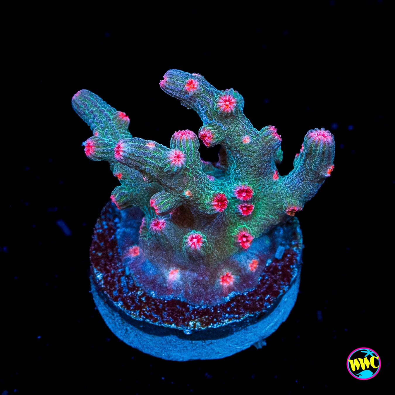 WWC Prismatic Branching Cyphastrea