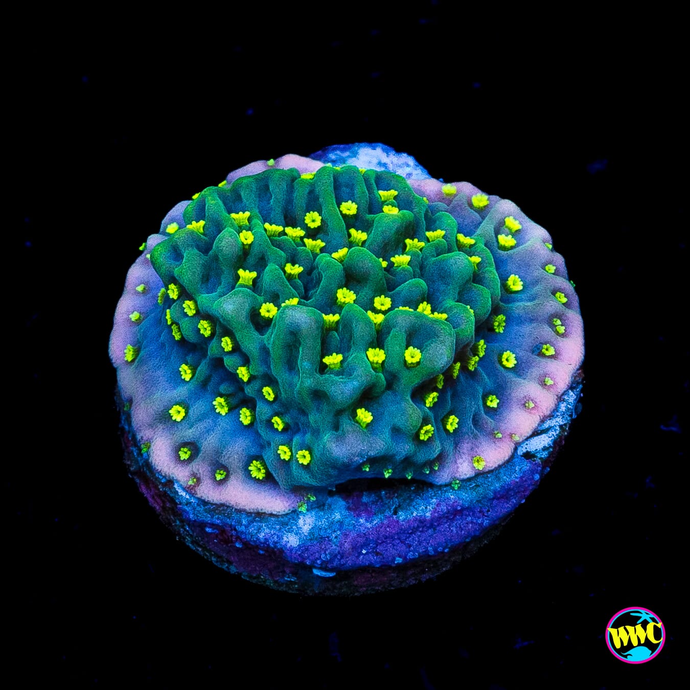 Jason Fox Frankies Hot Pink Rim Montipora