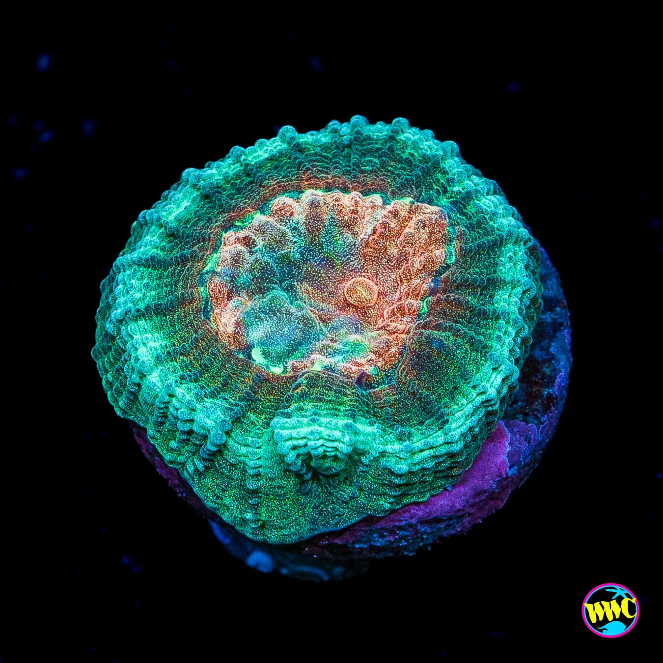 Seafoam Favia
