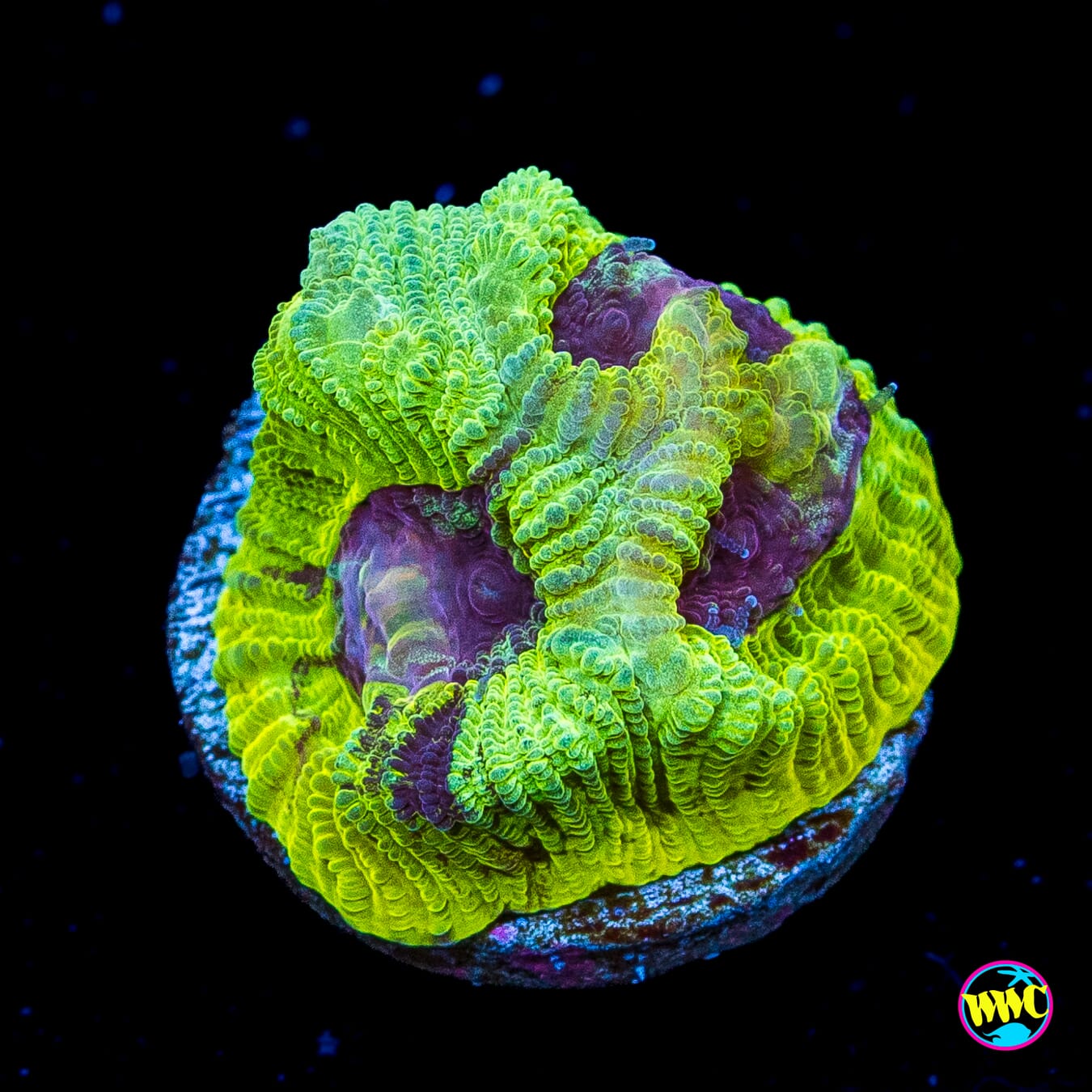 WWC Lemon Zoinkerz Favia