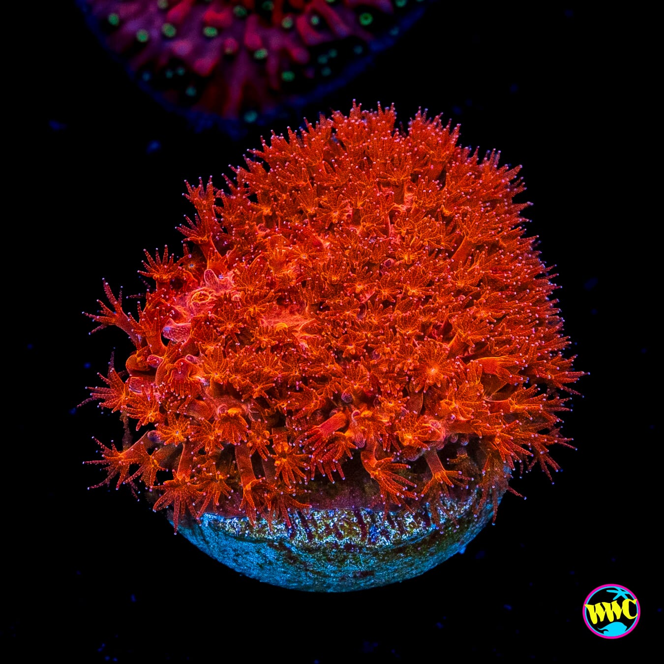 WWC Firecracker Stylocoeniella