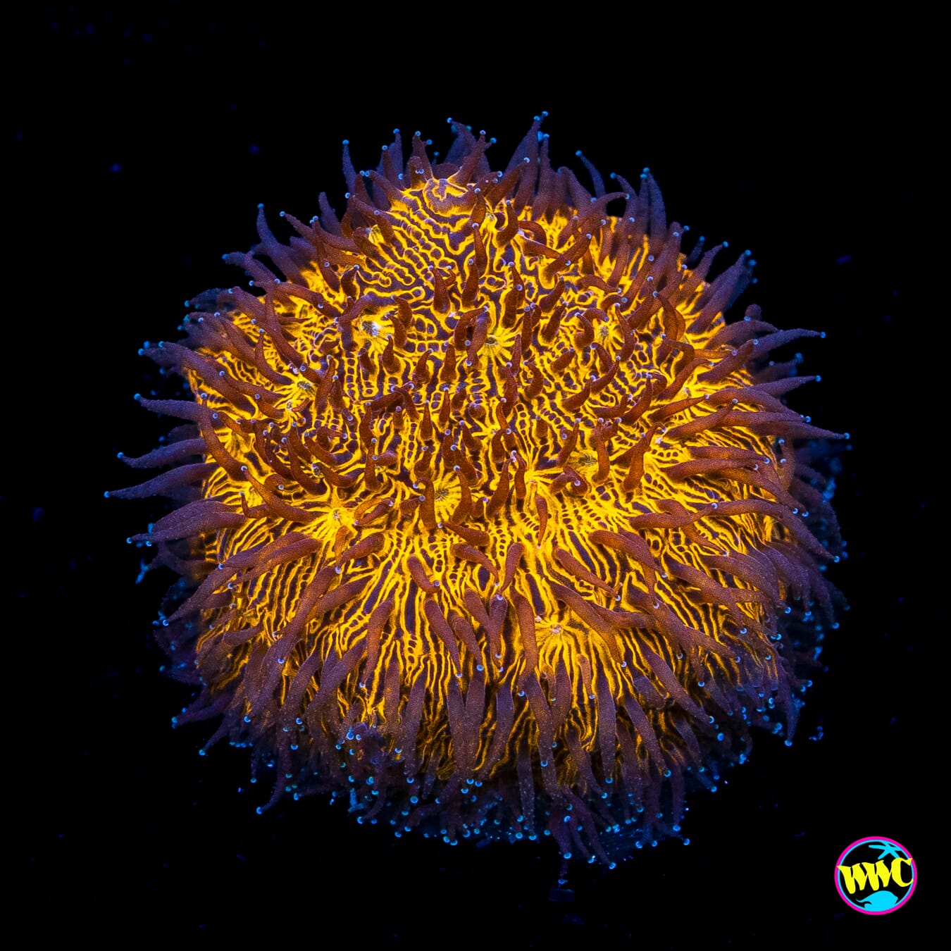 WWC Gold Lithophyllon