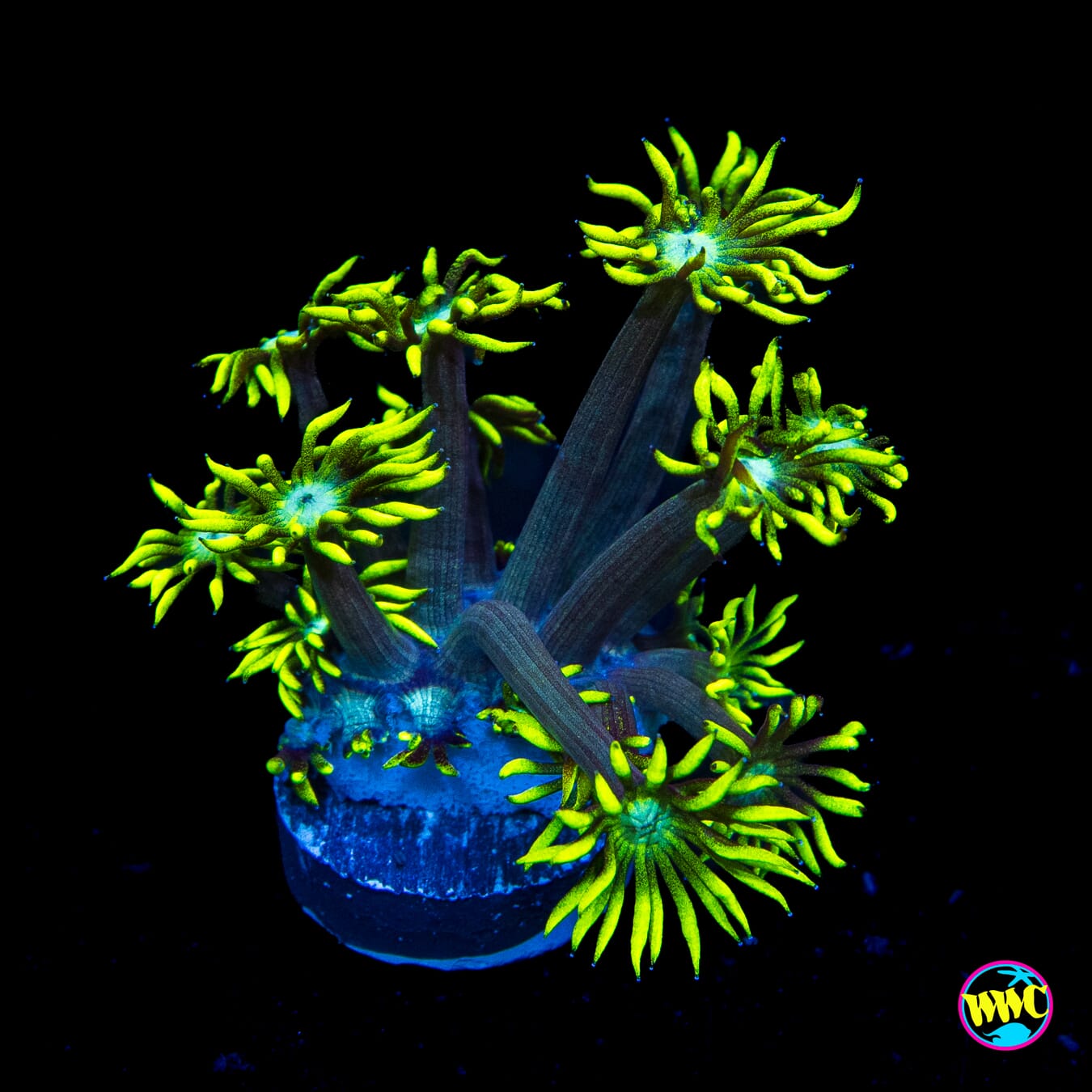 Lemon Zest Goniopora