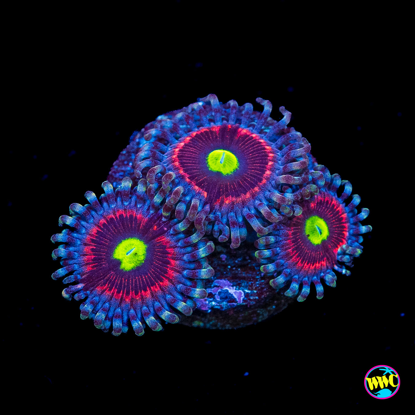 Pink Ring of Death Zoanthids