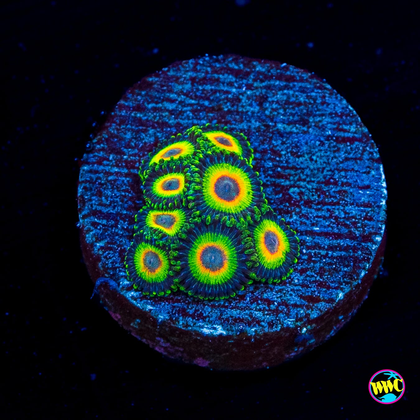 WWC Island Time Zoanthids
