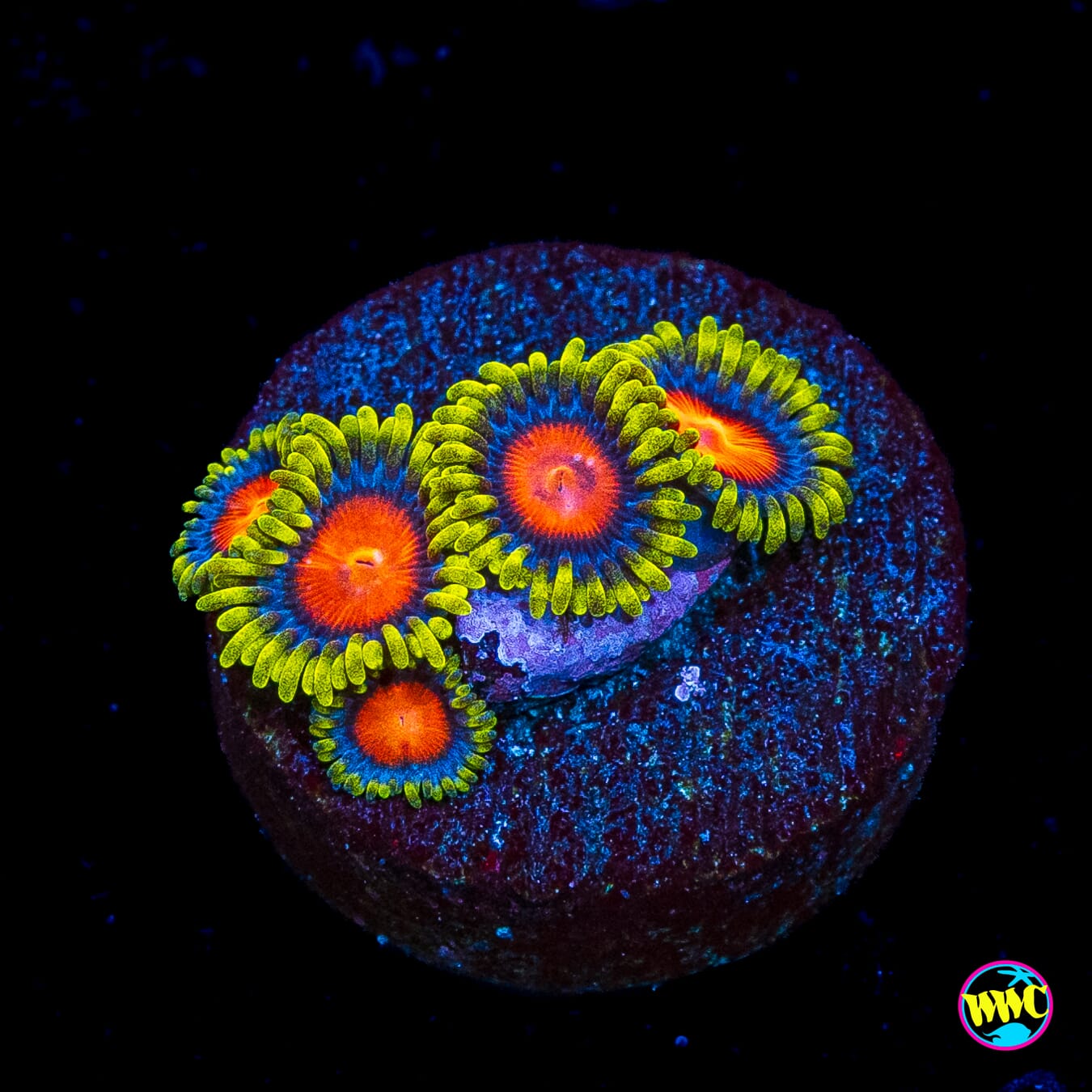 WWC Yellow Brick Road Zoanthids