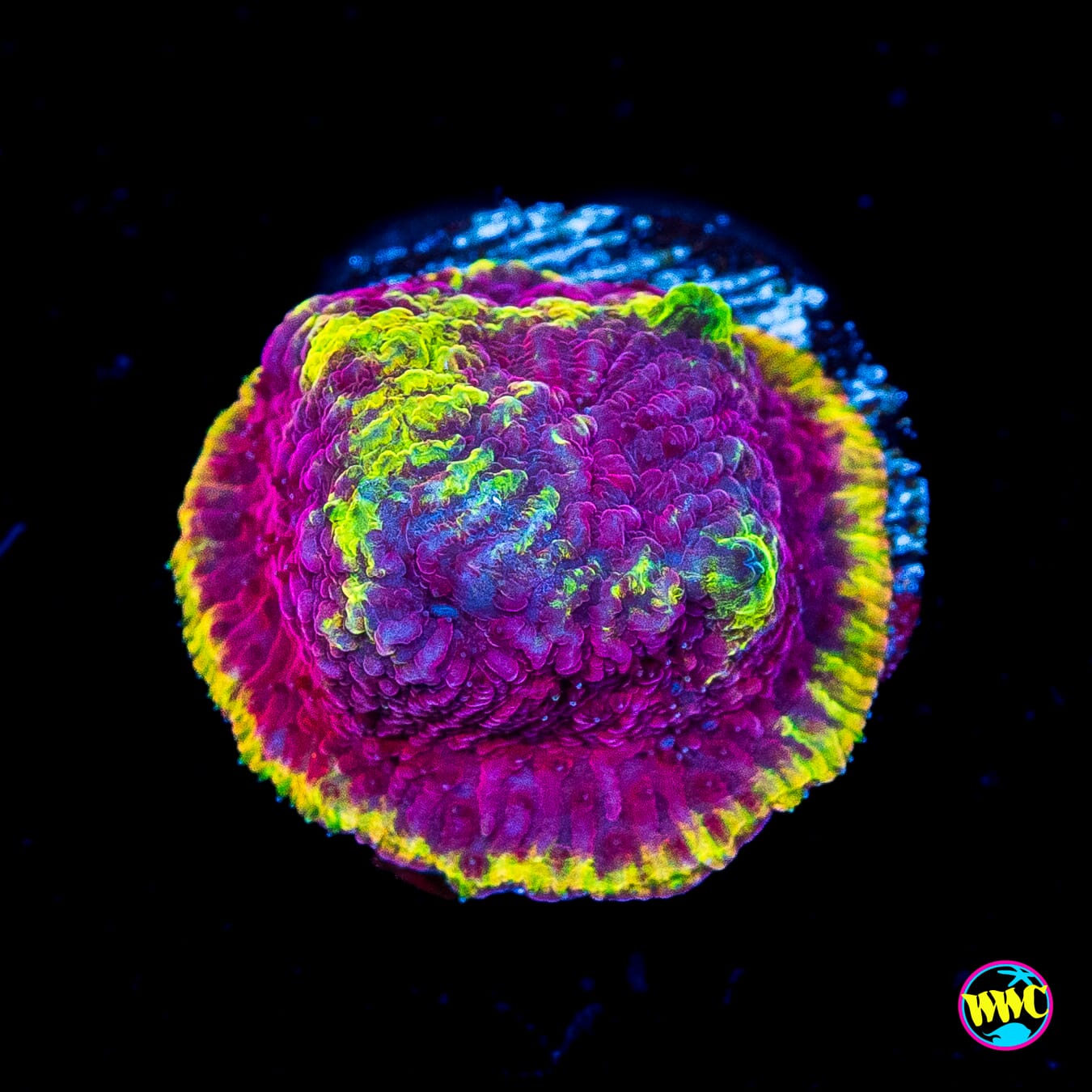 WWC Immolation Lithophyllon