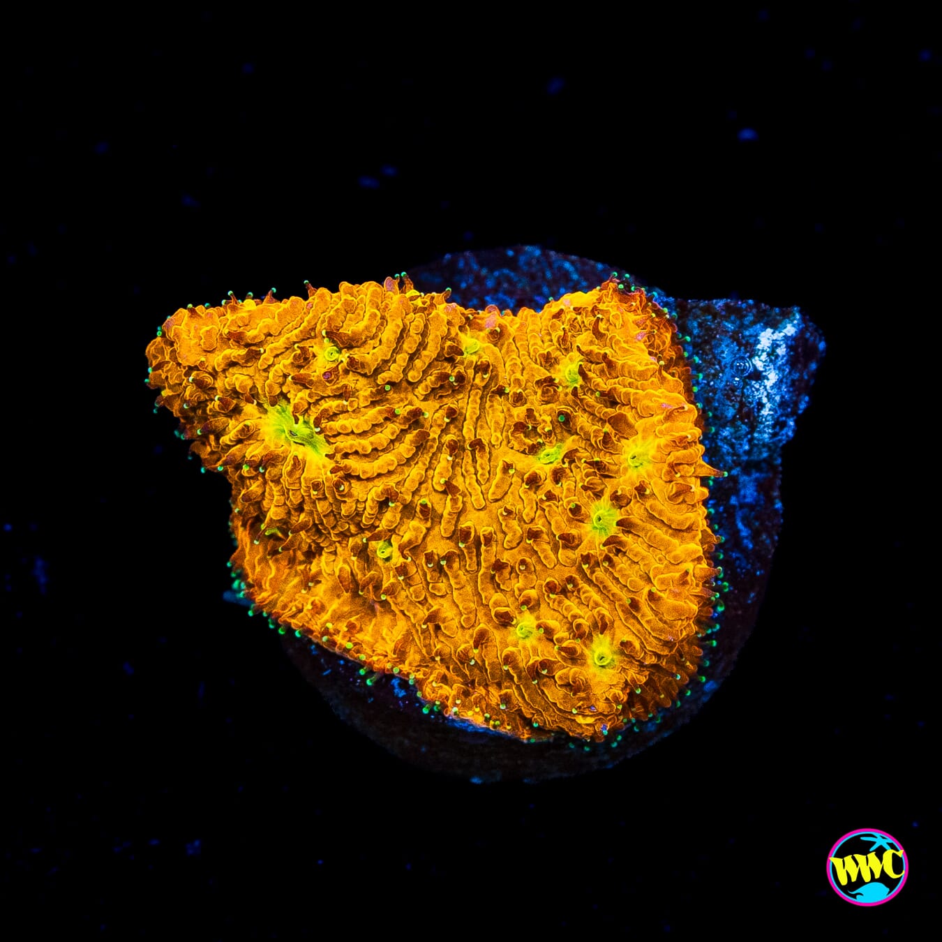 WWC C3PO Lithophyllon