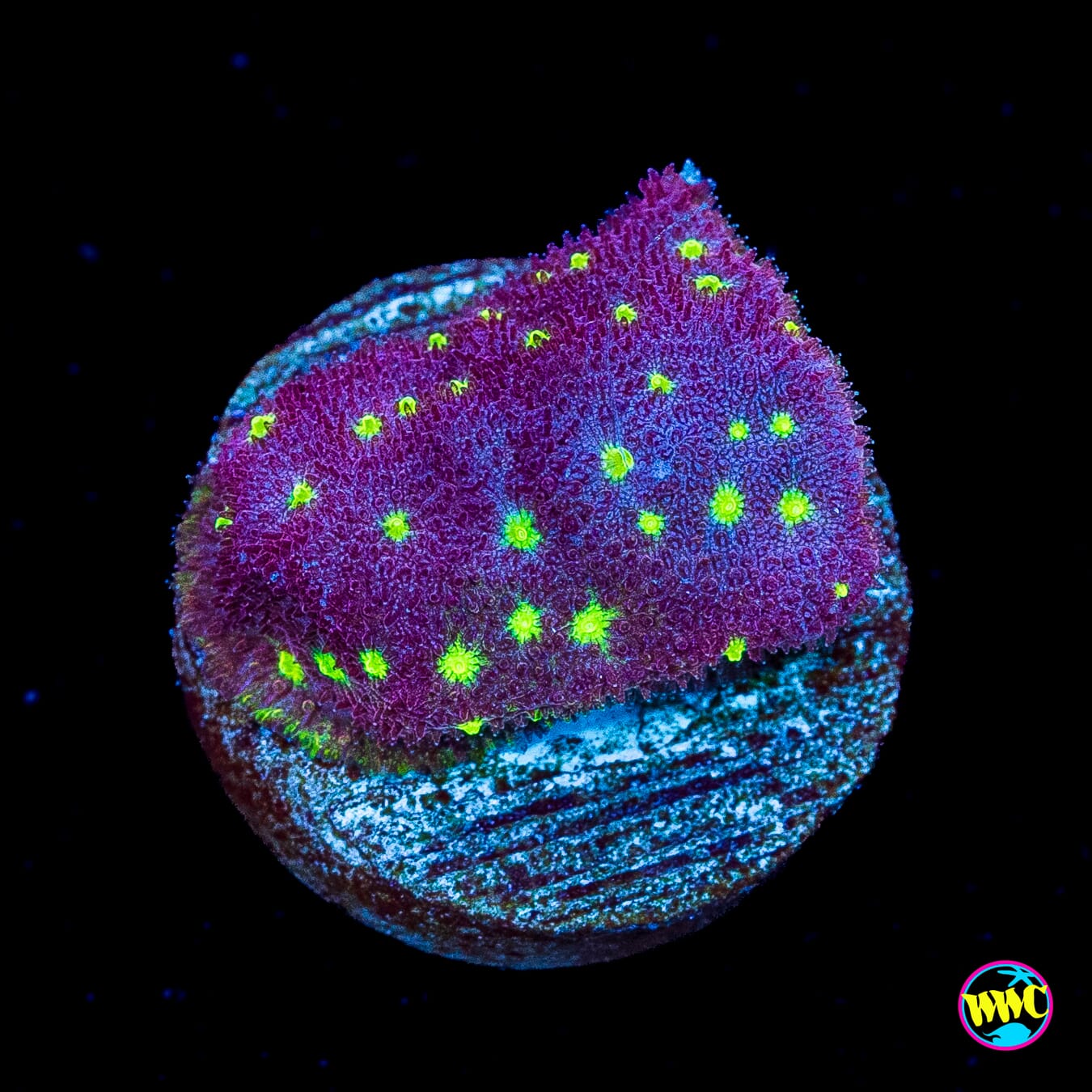WWC Deep Space Psammocora