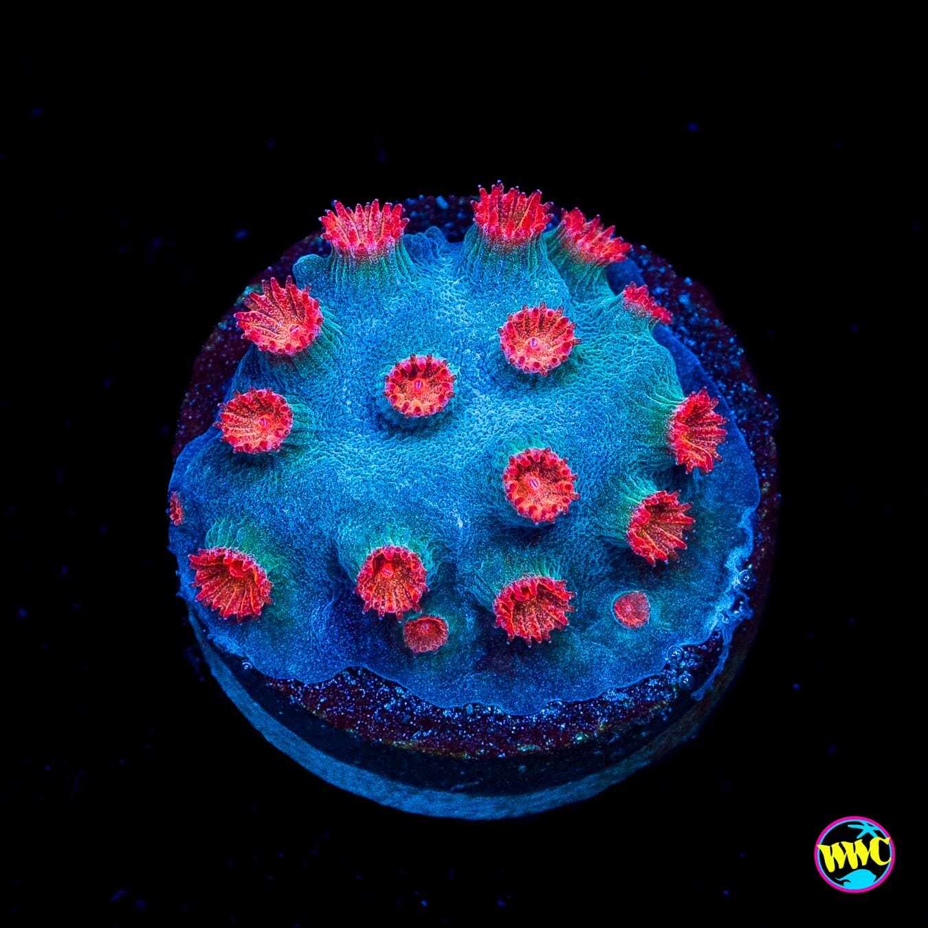 Meteor Shower Cyphastrea