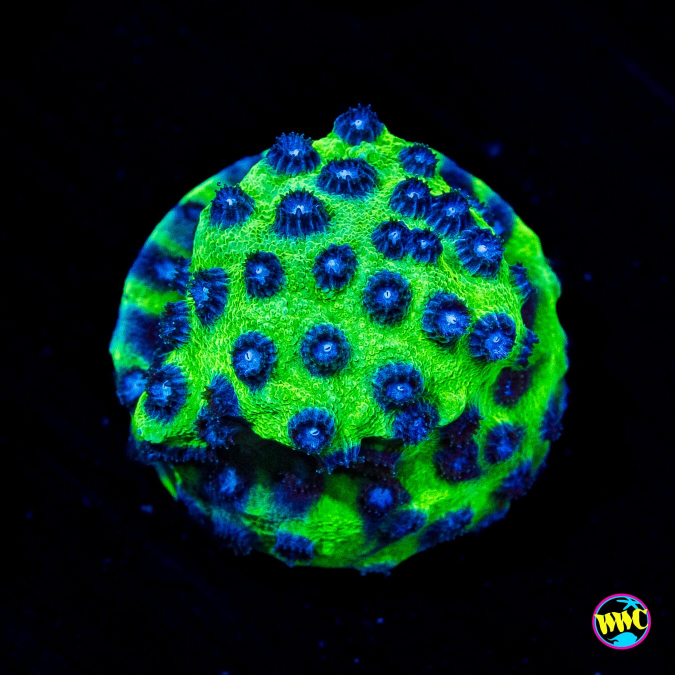 Jason Fox Master PPE Cyphastrea