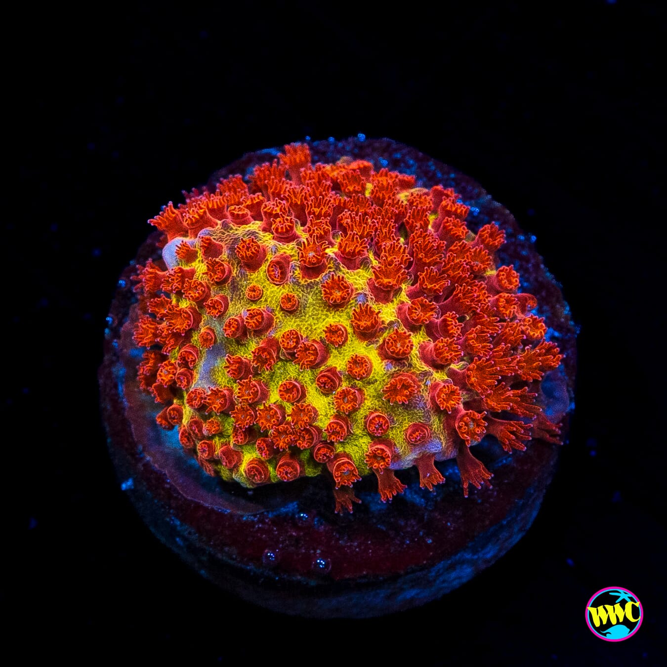 Jason Fox Burning Banana Stylocoeniella