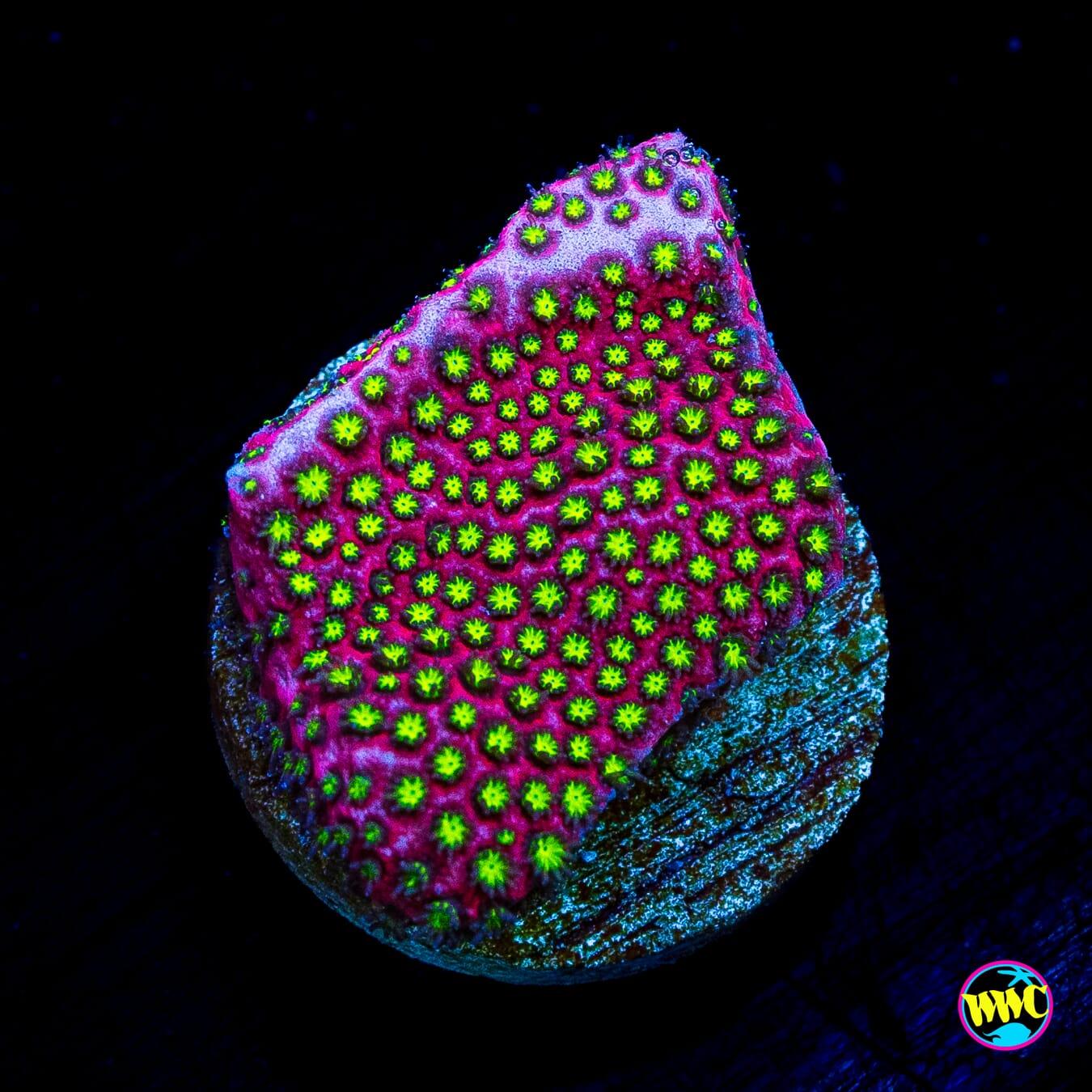 WWC Electric Daisy Stylocoeniella