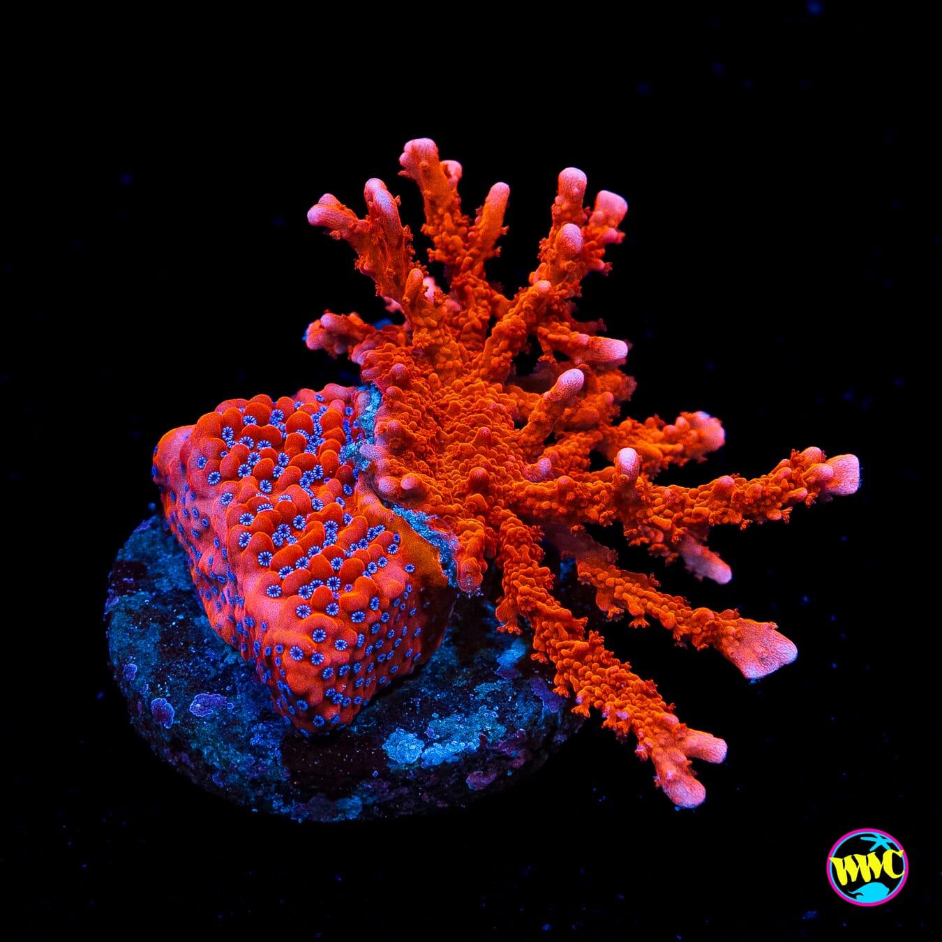 WWC Frost Mage and Fire Starter Combo Montipora