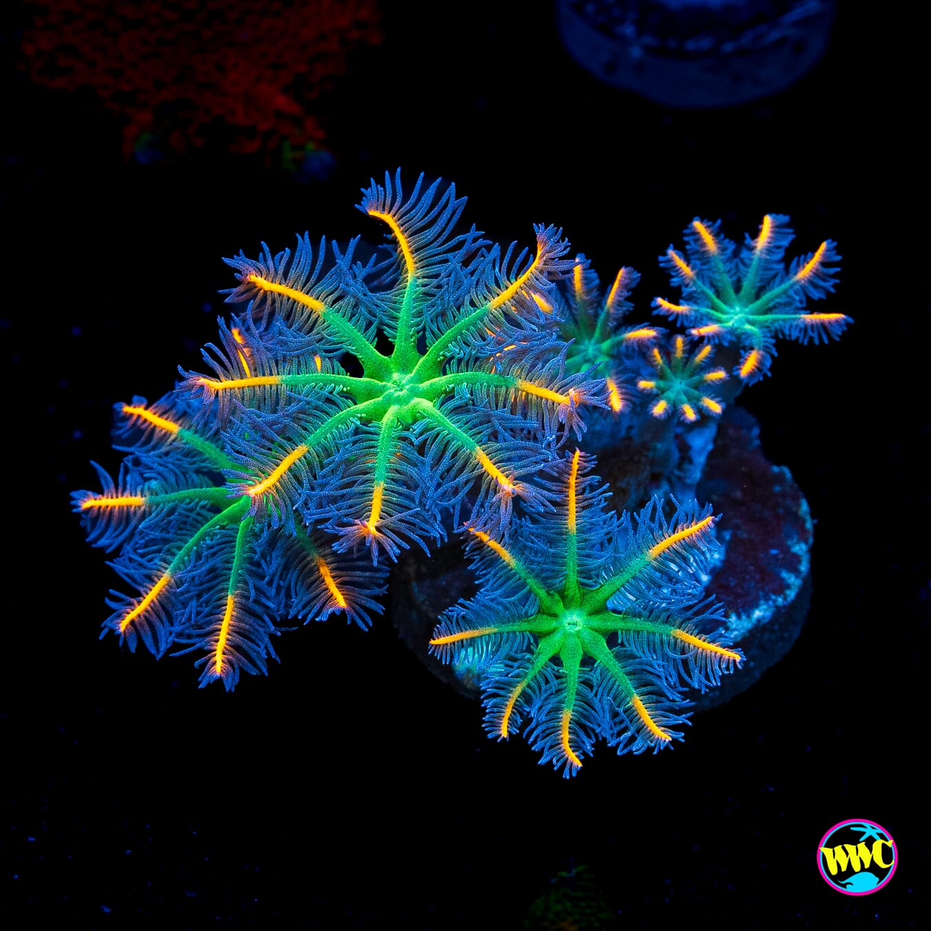 WWC High Voltage Clove Polyps