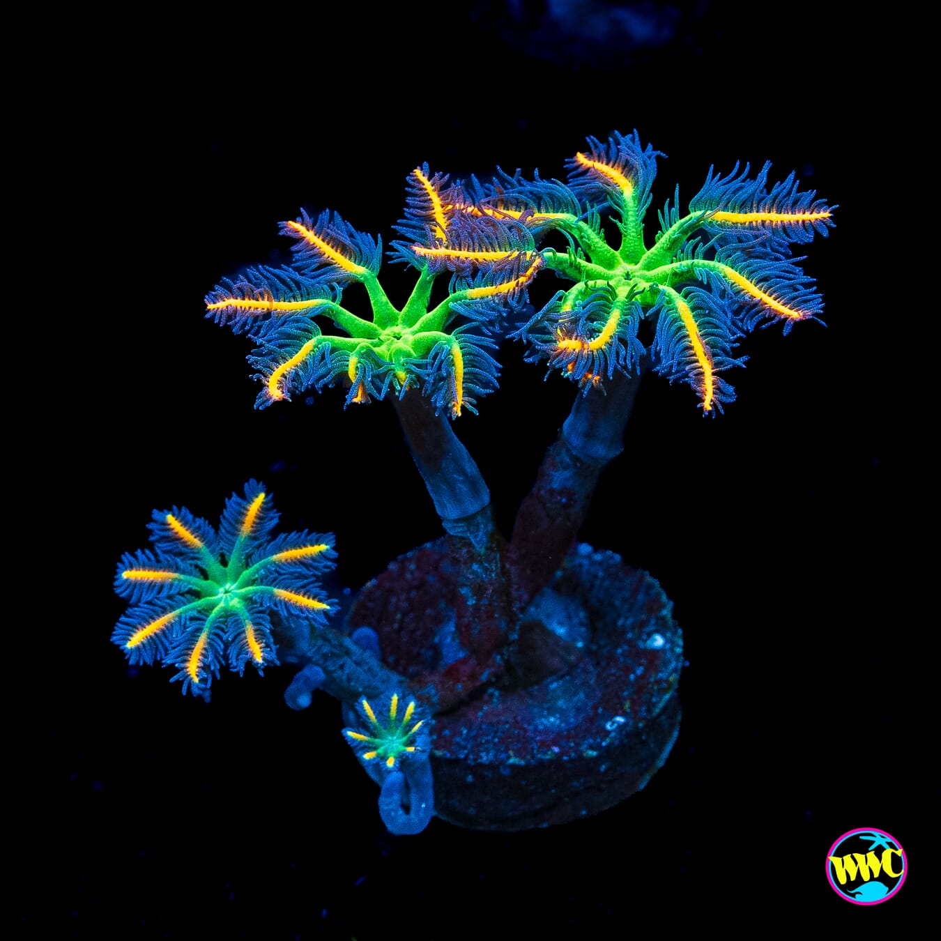 WWC High Voltage Clove Polyps